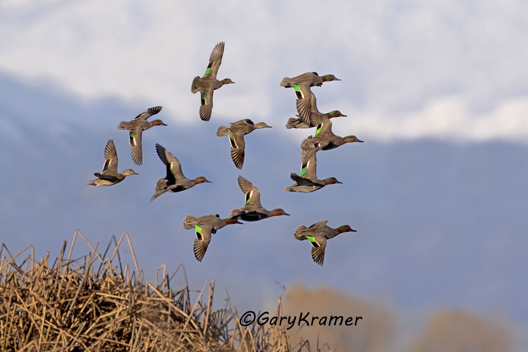 Green-winged Teal (Anas crecca) - NBWTg#2073d(4)