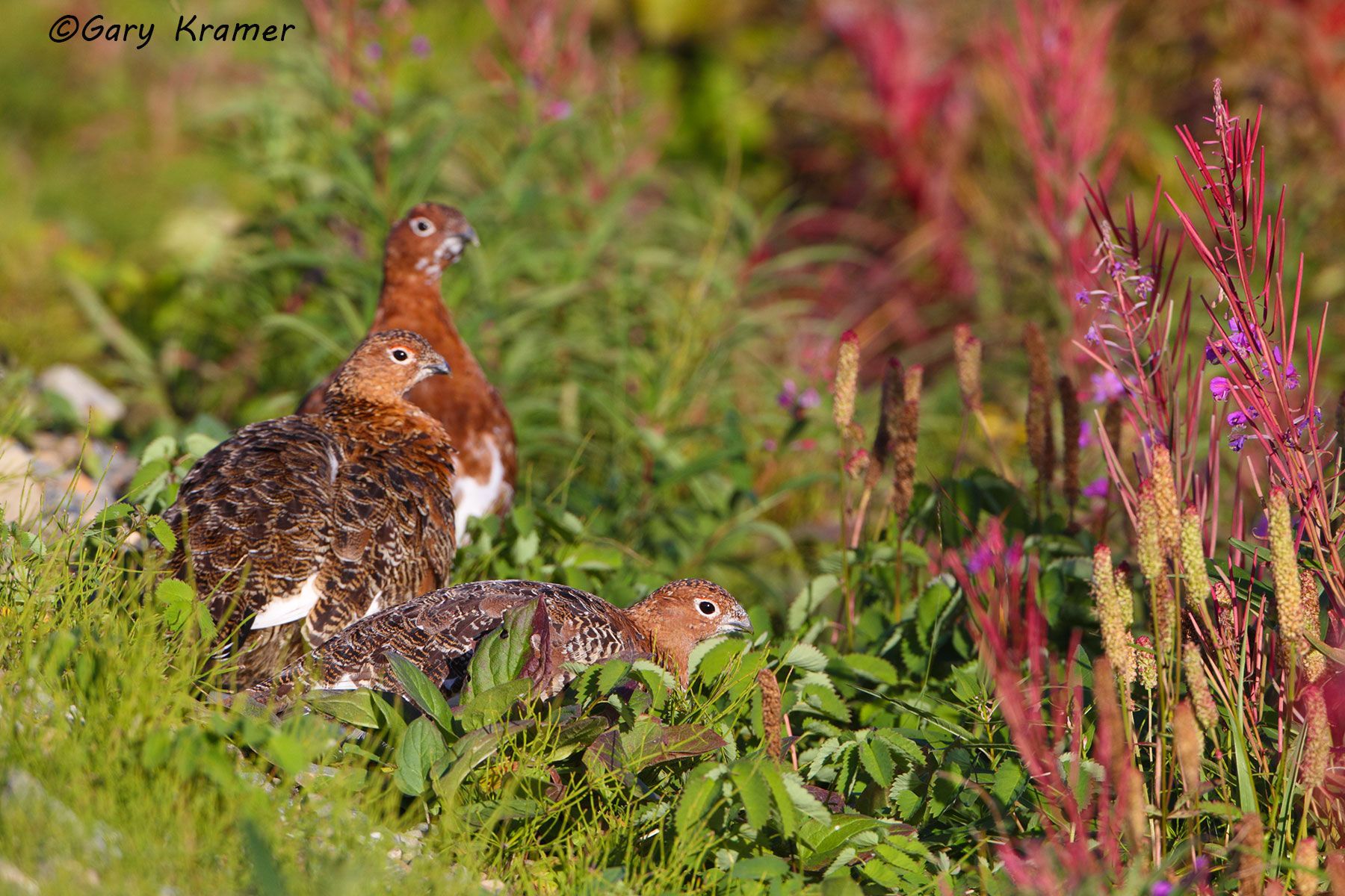 Willow Ptarmigan (summer-fall) (Lagopus lagopus) - NBGPw#254d