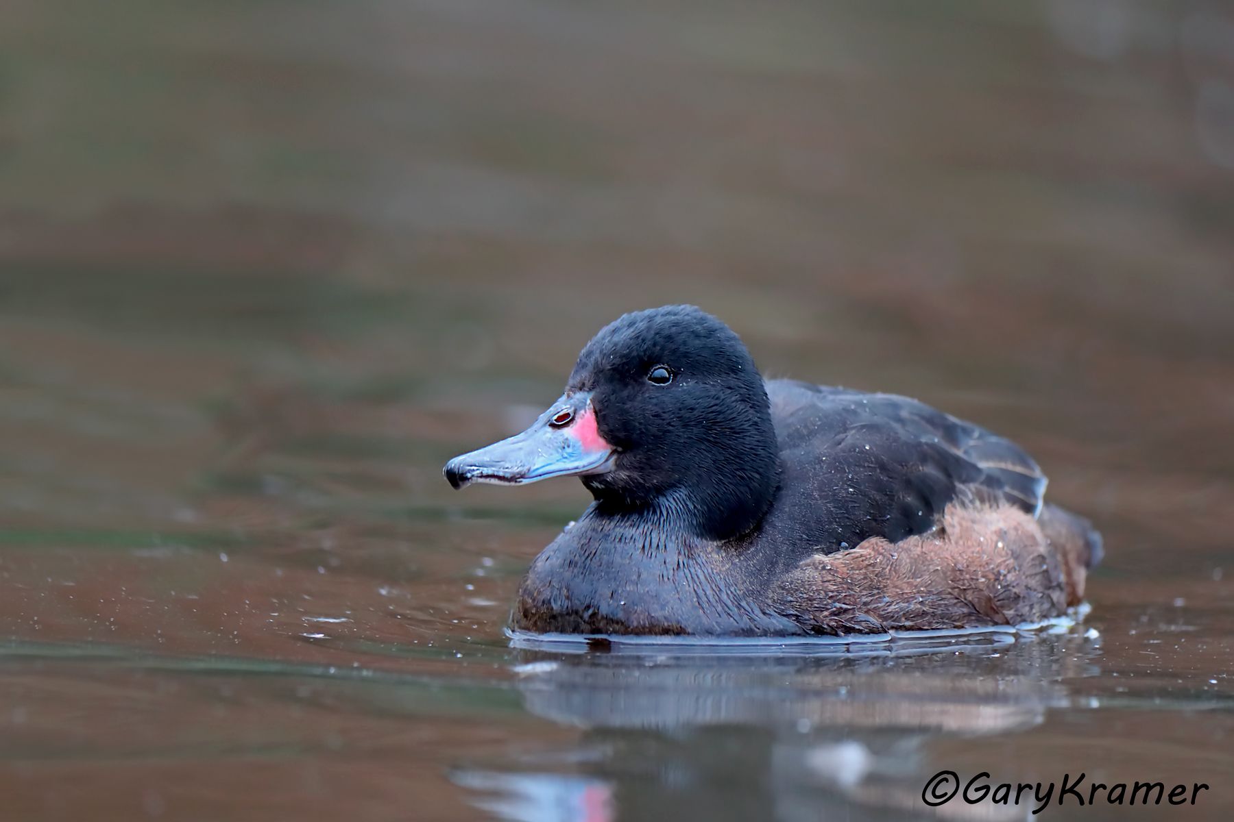 Black-headed Duck (Heteronetta atricapolla) - SBWBh#106d (Argentina)