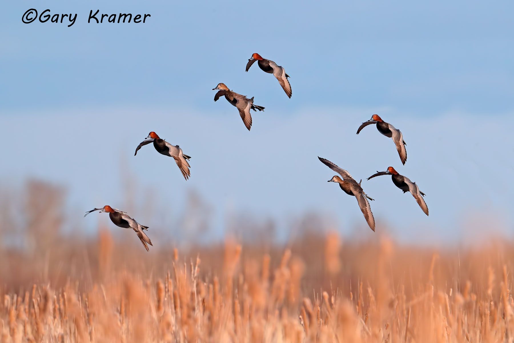 Redhead (Aythya americana) Redhead (Aythya americana) - NBWR#1470d(A)