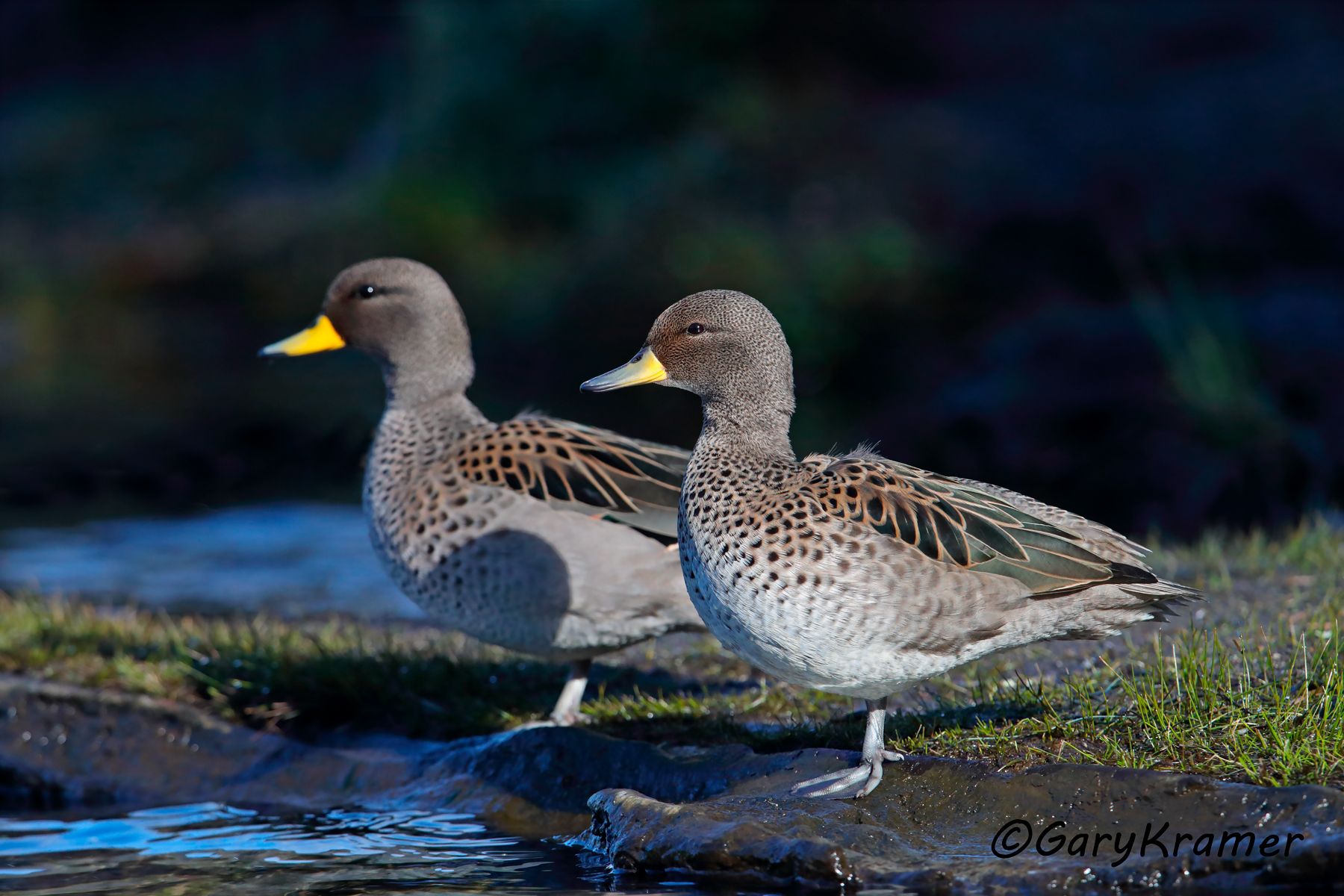 Yellow-billed Teal (Anas flavirostris) - SBWTs#324d (Chile)