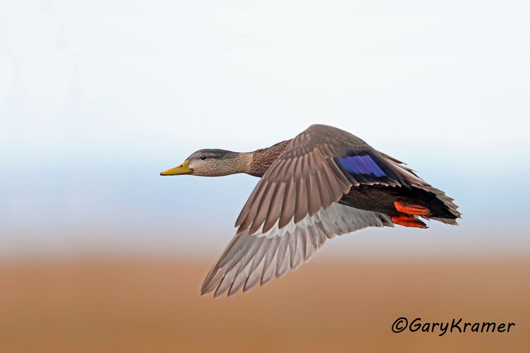 American Black Duck (Anas rubripes) American Black Duck (Anas rubripes) - NBWBd#848d