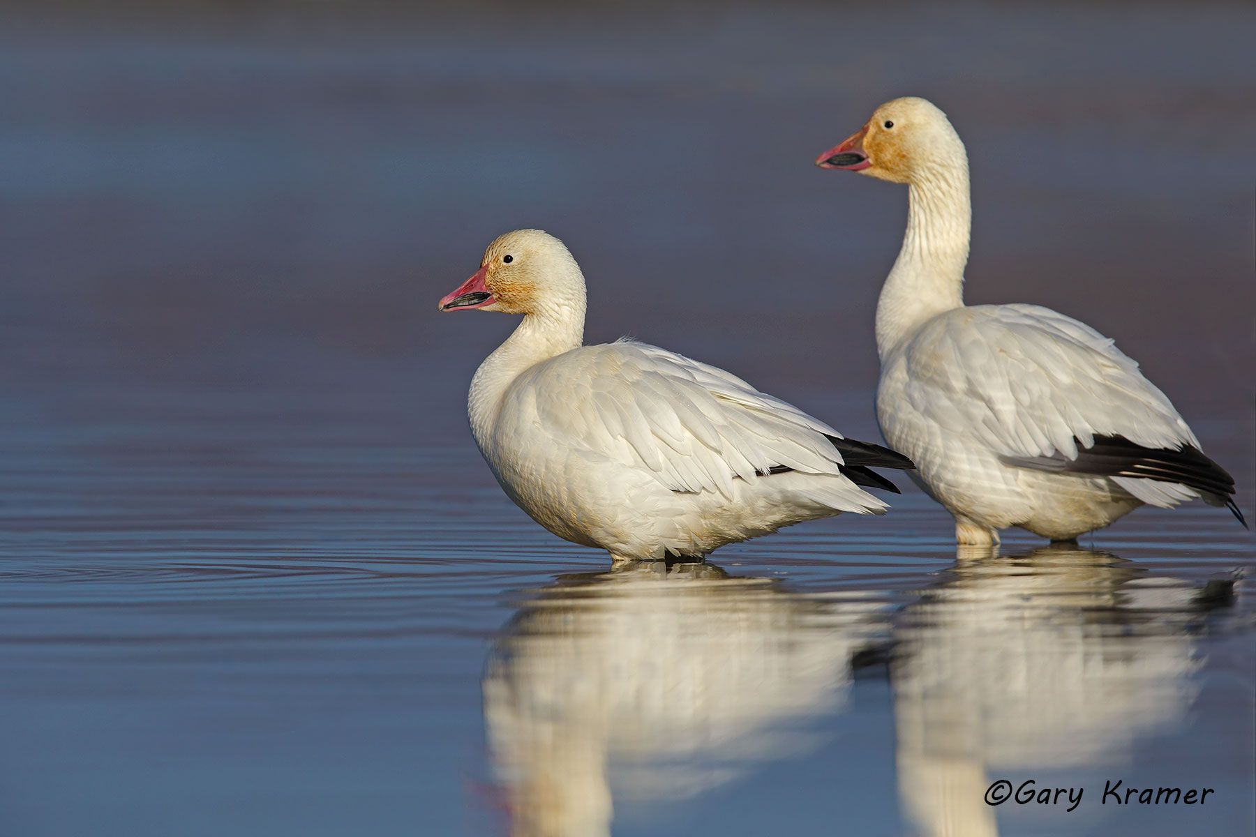 Lesser Snow Goose (Anser caerulescens) - NBWSg#2250d