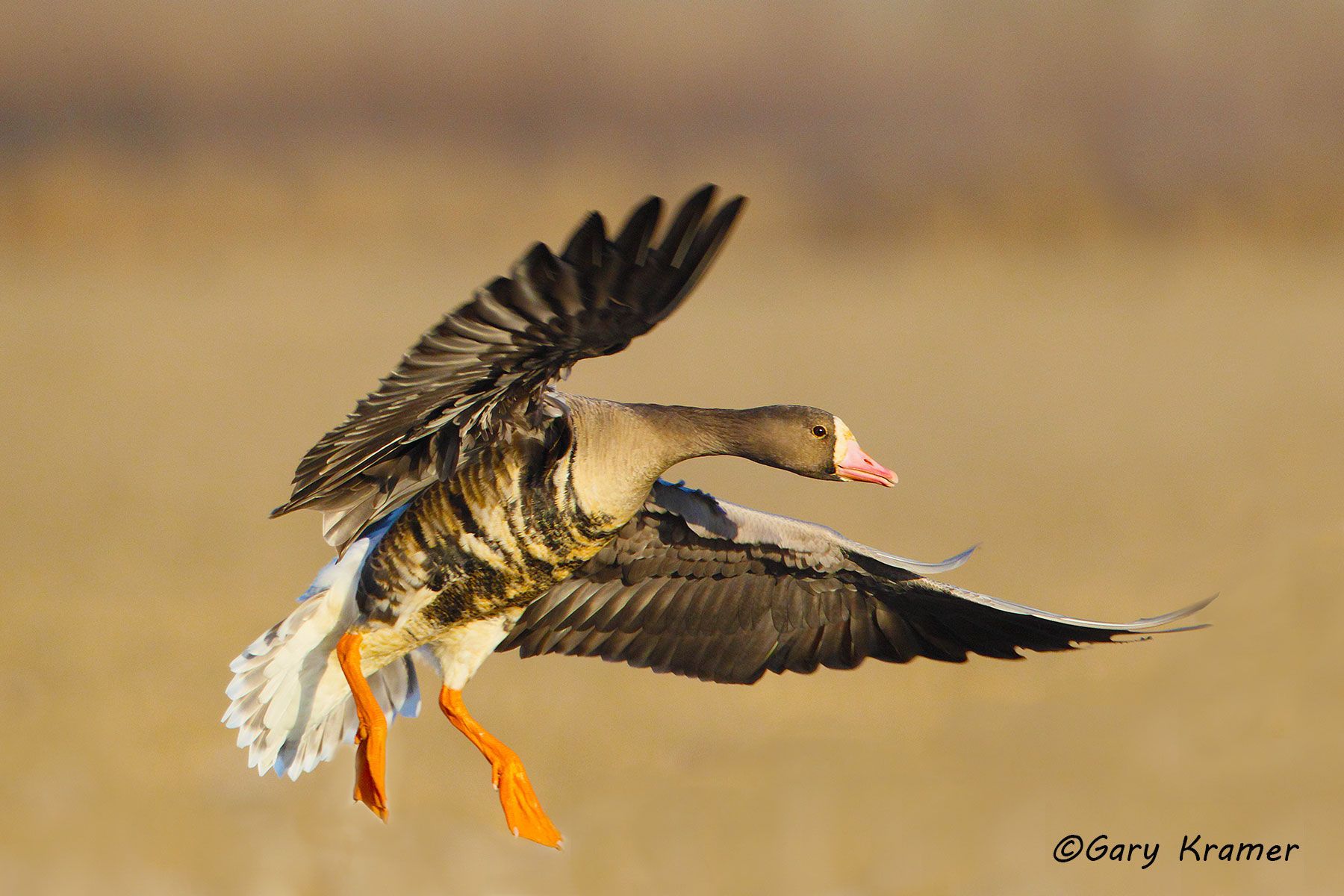 White-fronted Goose (Anser albifrons) - NBWWf#1290d