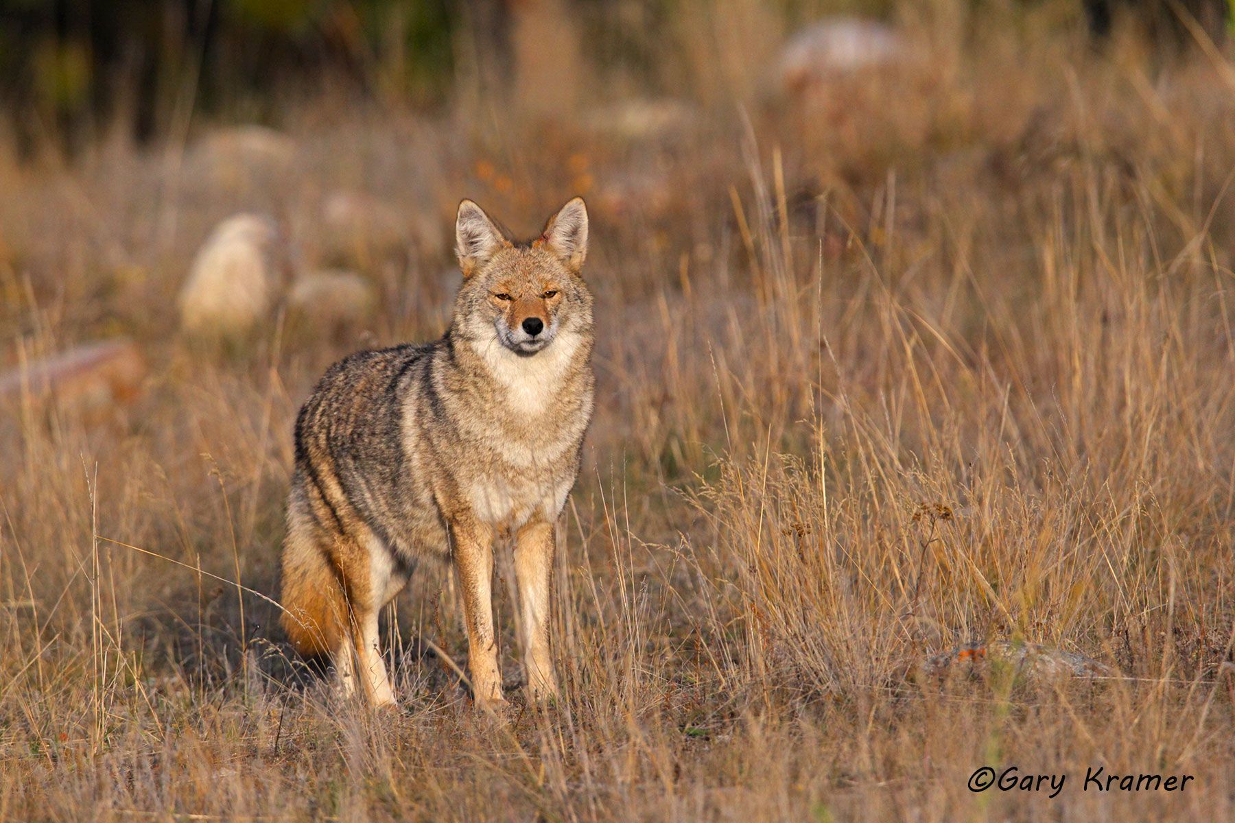 Coyote (Canis latrans)- NMC#1129d
