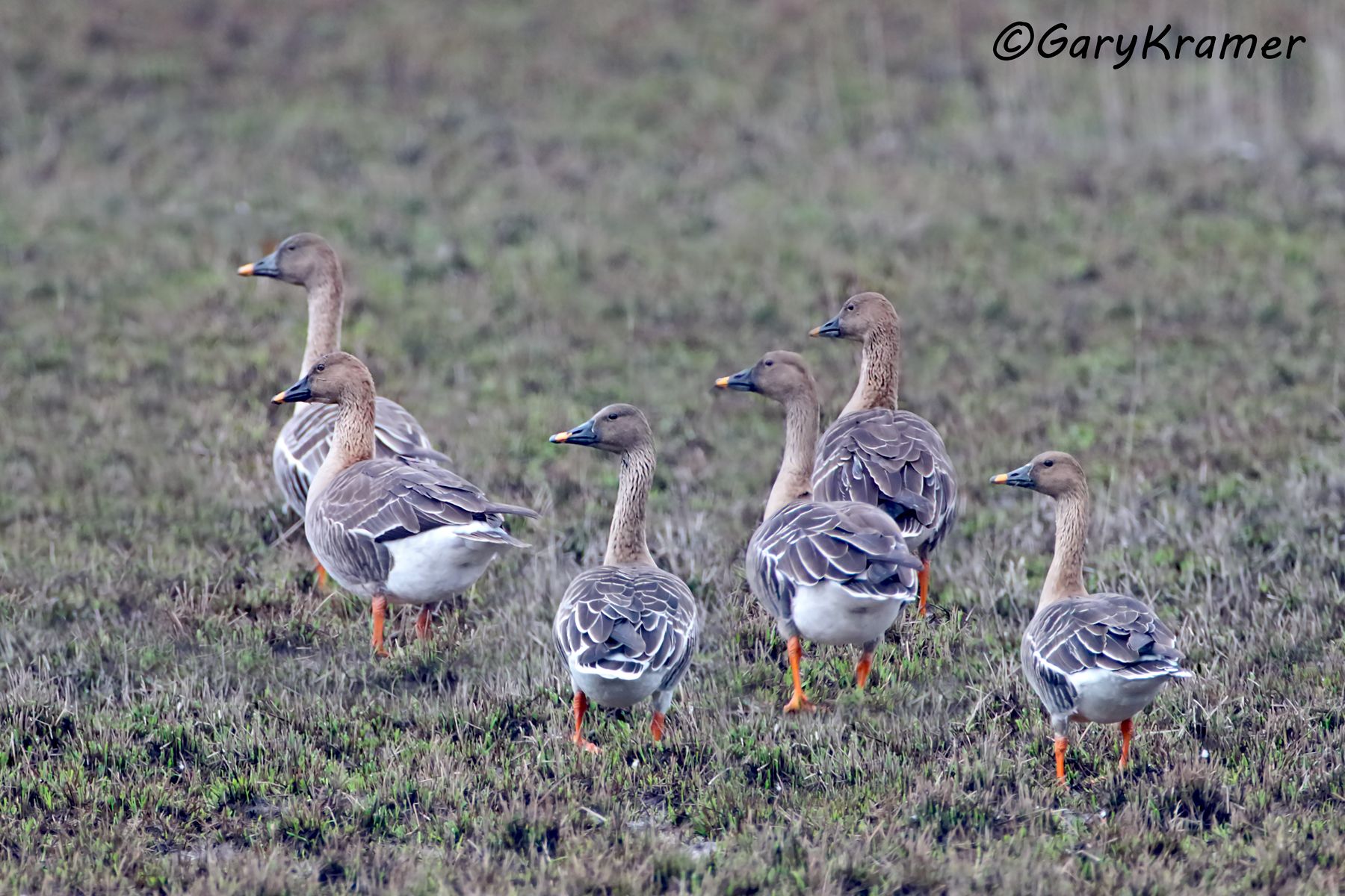 Taiga Bean Goose (Anser fabalis)  Taiga Bean Goose (Anser fabalis) - EBWGtt#019d(2)