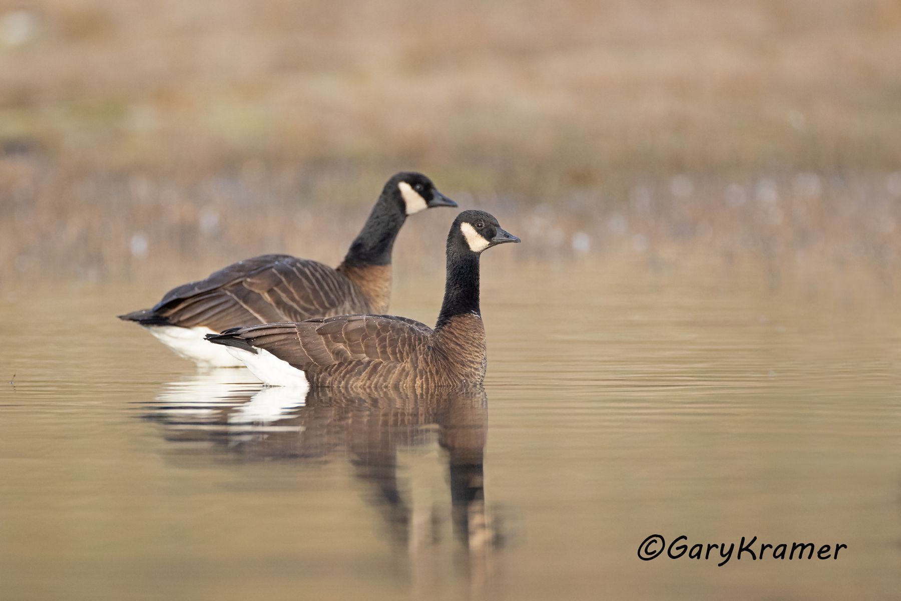 Canada Goose (Dusky) (Branta canadensis occidentalis) - NBWCd#055d