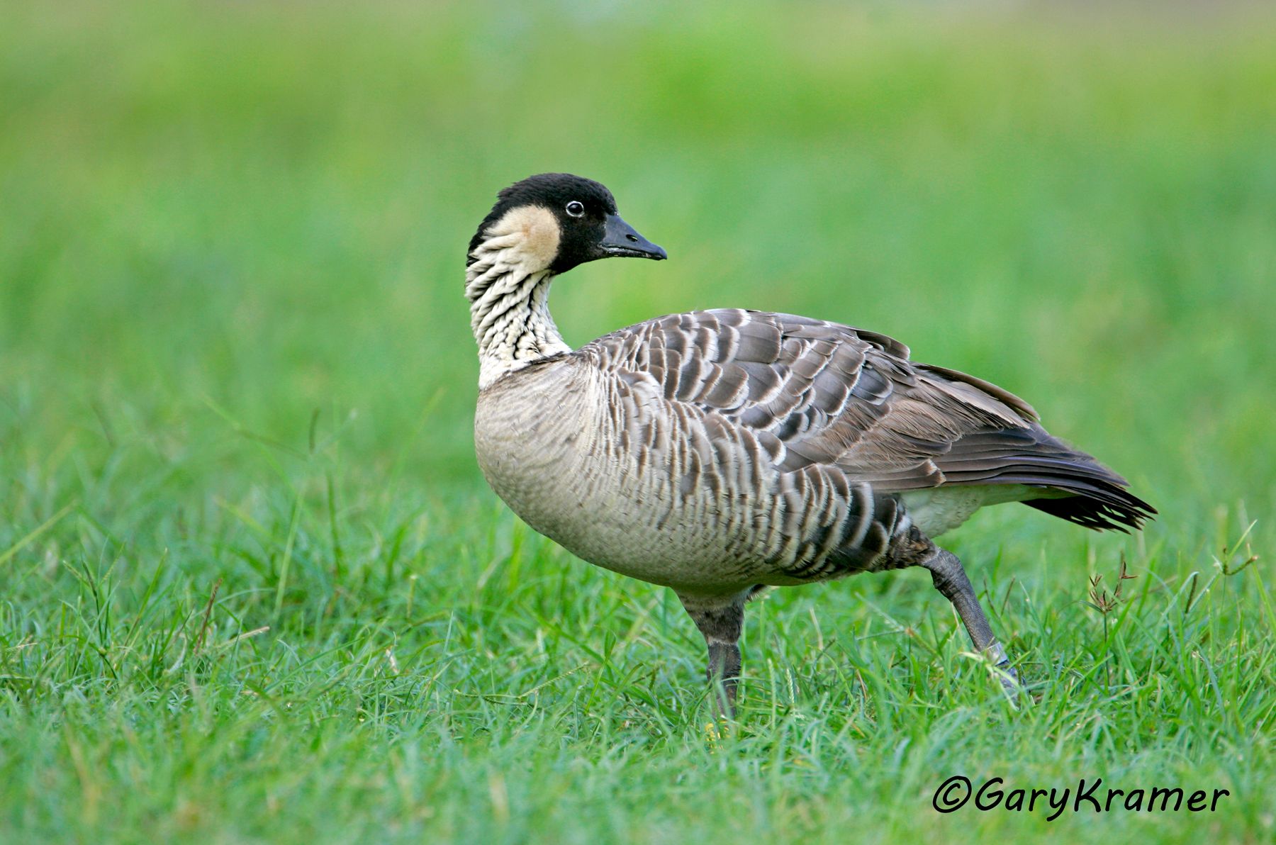 Hawaiian Goose (Nene) (Branta sandvicensis) Hawaiian Goose (Nene) (Branta sandvicensis) - NBWN#295d