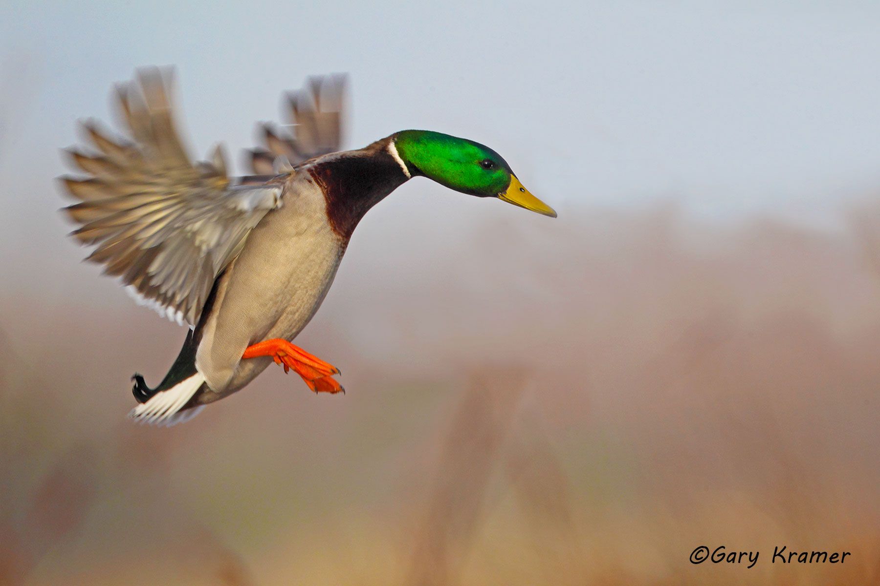 Mallard (Anas platyrhynchos) Mallard (Anas platrhynchos) - NBWM#2081d