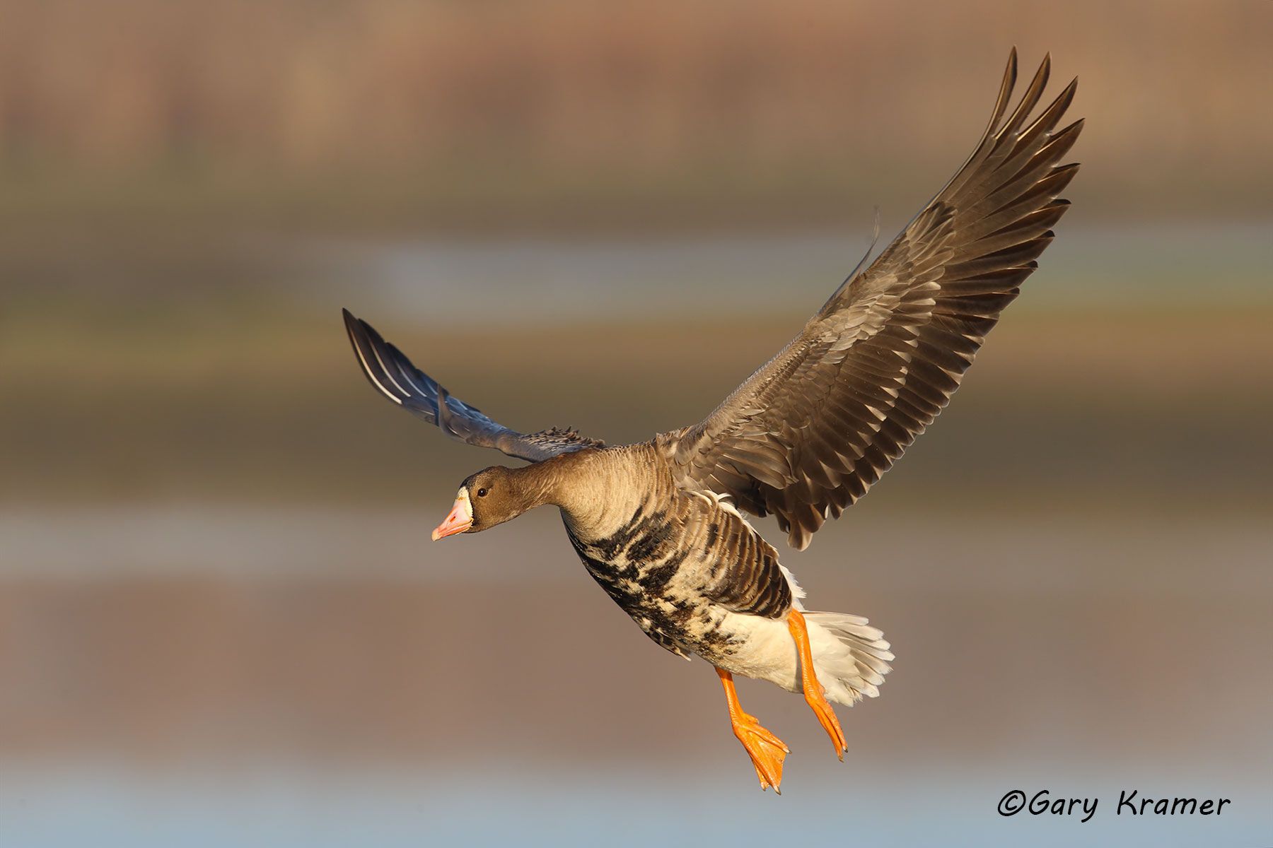 White-fronted Goose (Anser albifrons) - NBWWf#1860d