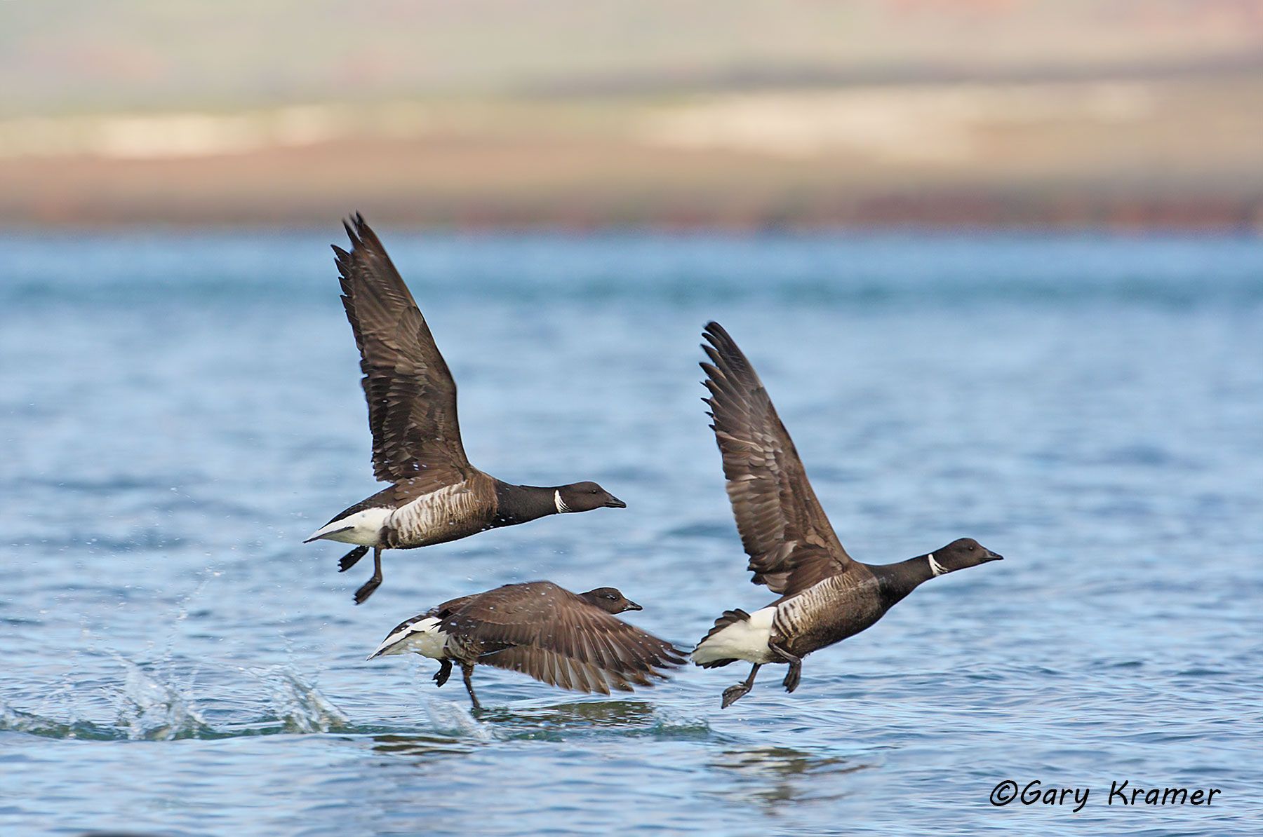 Black (Pacific) Brant (Branta bernicla nigricans) by GaryKramer.net, 530-934-3873, gkramer@cwo.com - Published: Ducks Unlimited Sep/Oct 2012 Black (Pacific) Brant (Branta bernicla nigricans) - NBWBp#384d