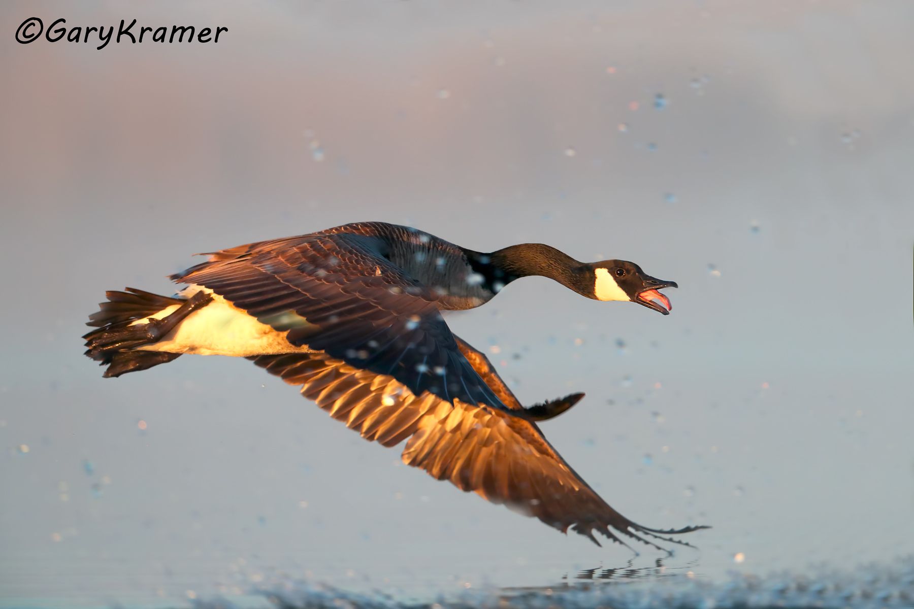 Canada Goose (Giant) (Branta canadensis maxima) Canada Goose (Giant) (Branta canadensis maxima) - NBWCg#1121d