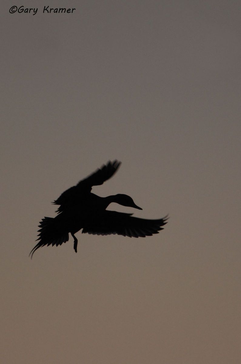 Northern Pintail (Anas acuta)  - NBWP#3128d