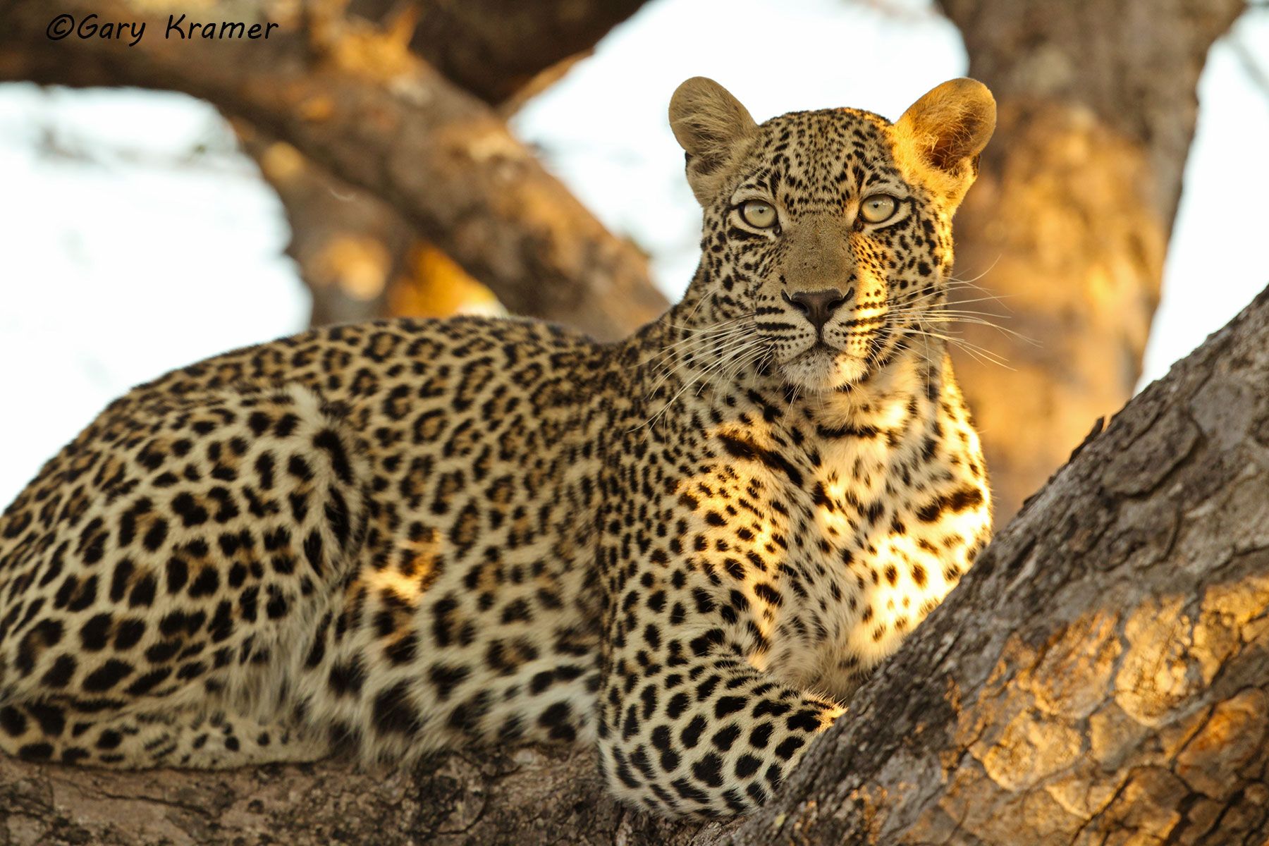 Leopard (Panthera pardus) Leopard (Panthera pardus) - AMPL#557d