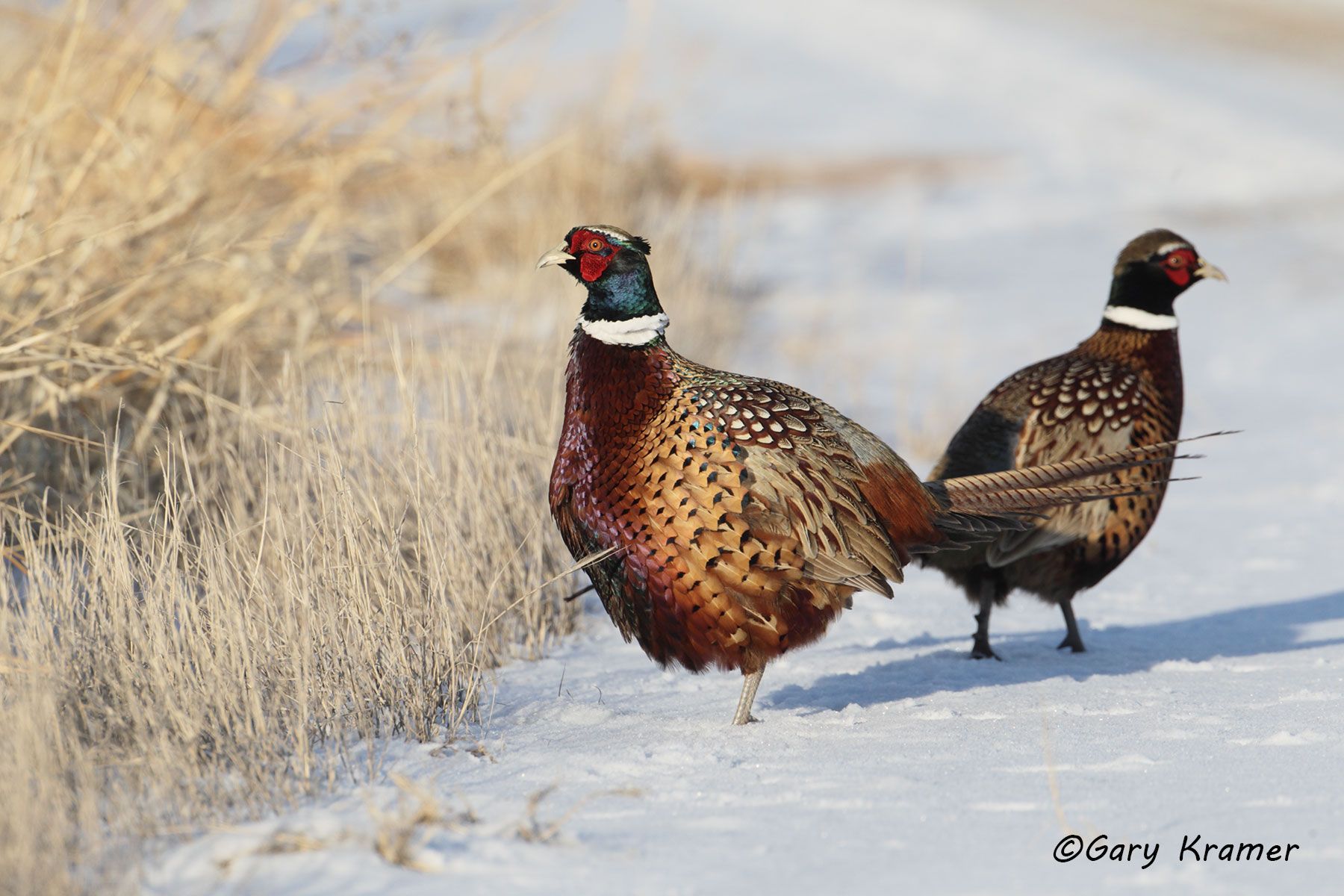 Ring-necked Pheasant (Phasianus colchicus) by GaryKramer.net, 530-934-3873, gkramer@cwo.com Ring-necked Pheasant (Phasianus colchicus) - NBGP#1285d