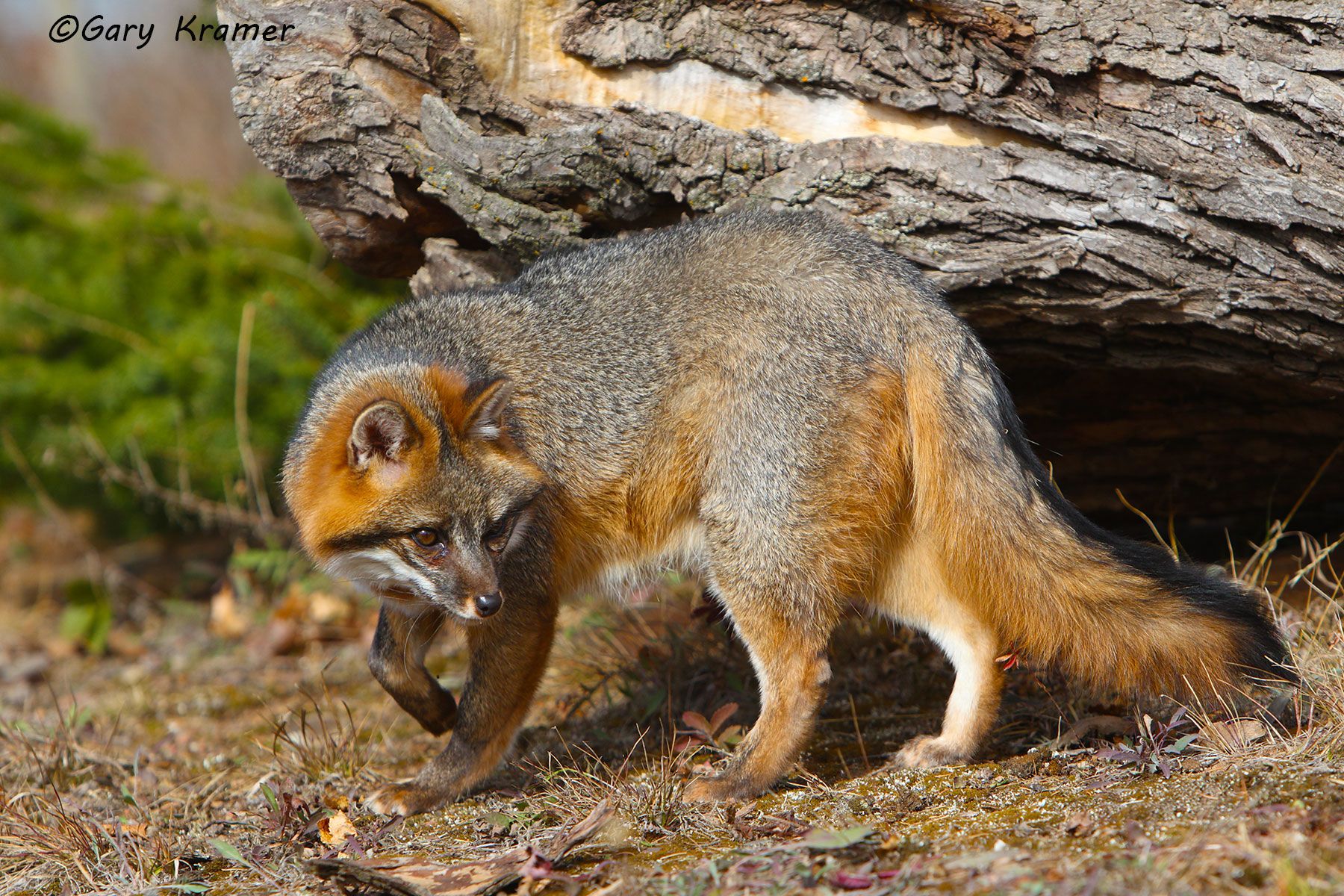 Gray Fox (Uricyon cinereoargenteus) - NMFg#368d