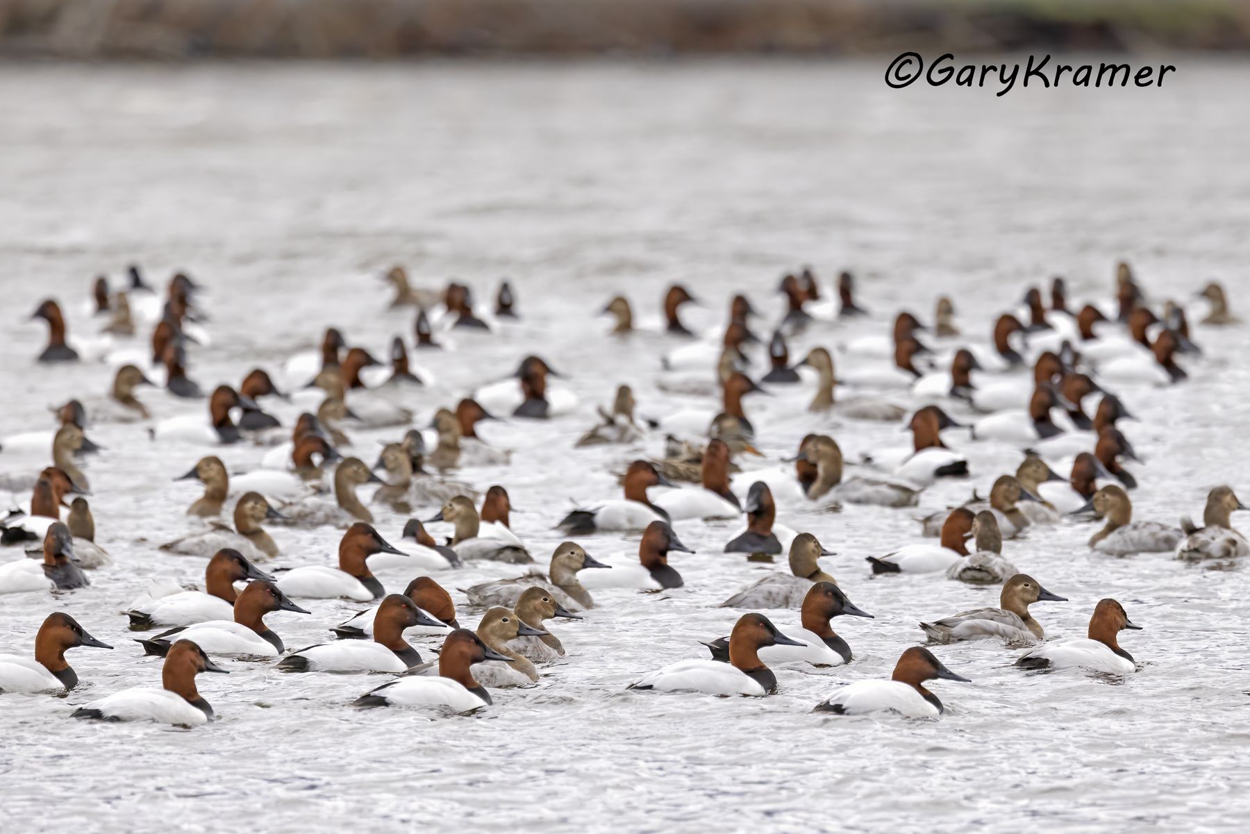 Canvasback (Aythya valisineria) - NBWC#2467d(2)