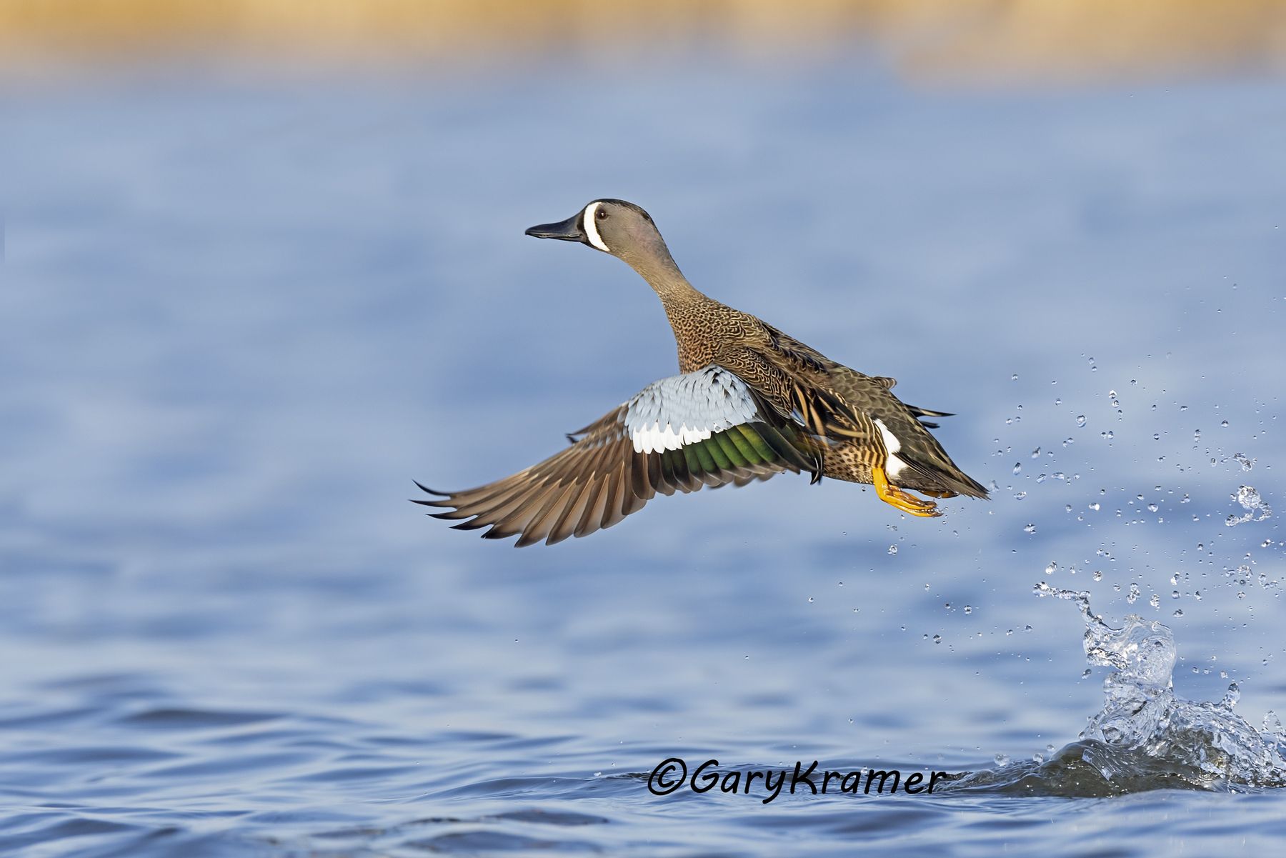 Blue-winged Teal (Anas discors) - NBWTb#1409d(3)