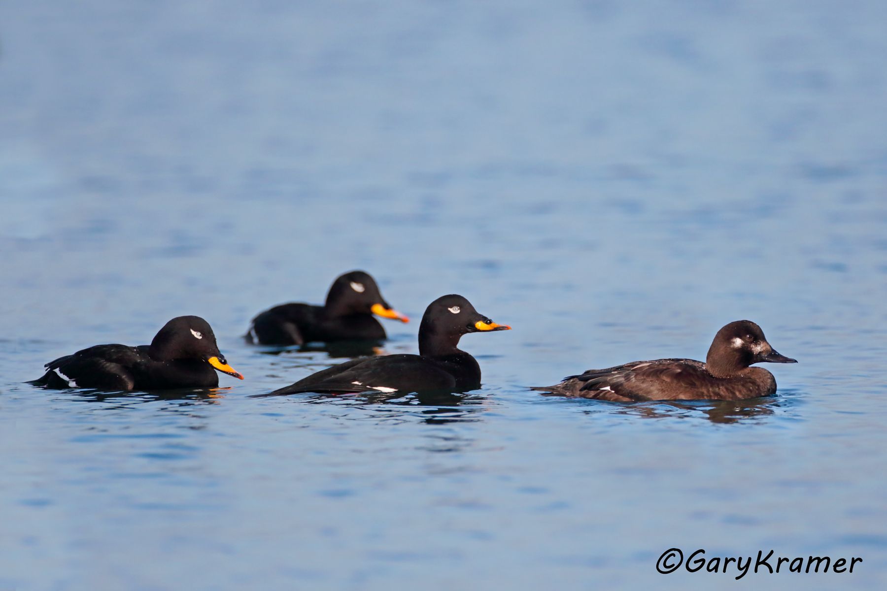 Velvet Scoter (Melanitta fusca)  Velvet Scoter (Melanitta fusca) - EBWSv#111d(2)