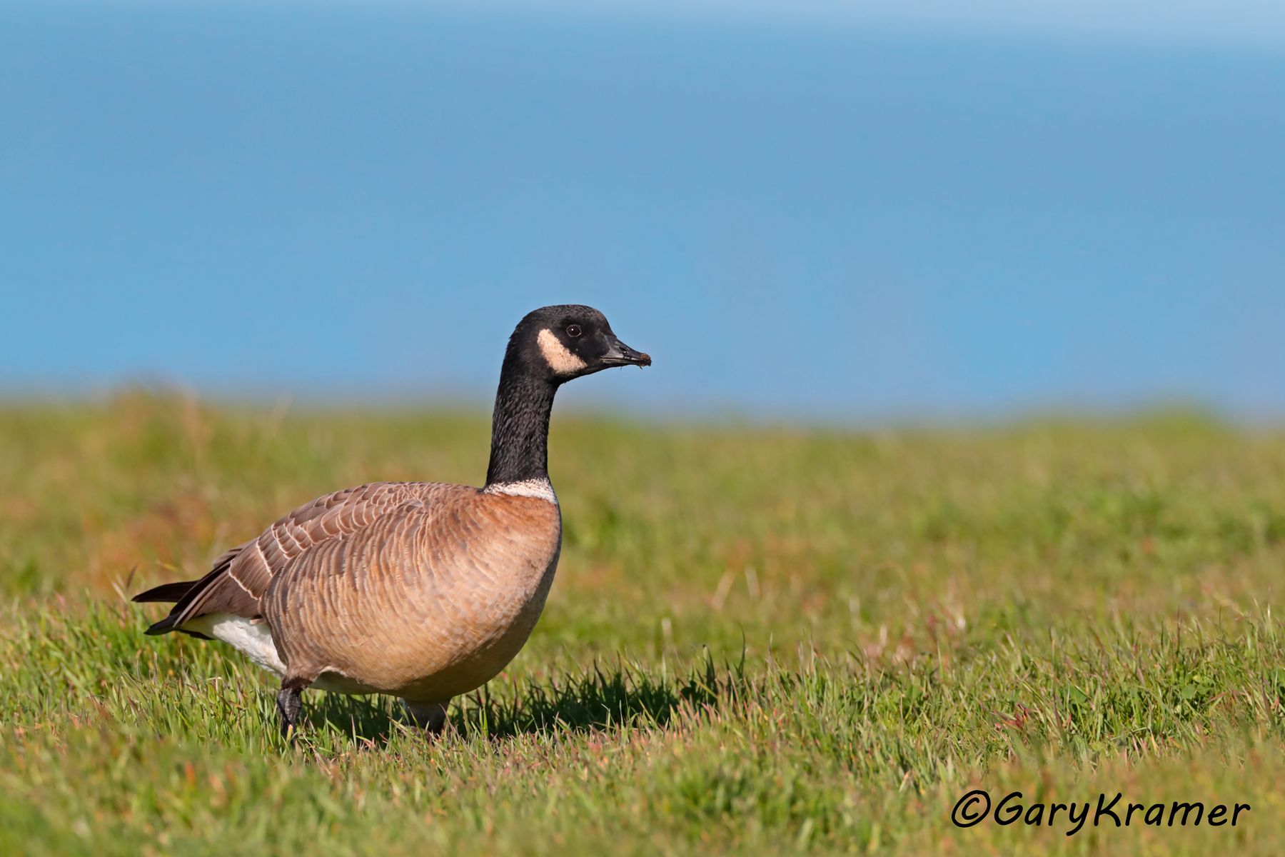 Cackling Goose (Aleutian) (Anser hutchinsii leucopareia) Cackling Goose (Aleutian) (Anser hutchinsii leucopareia) - NBWCa#280d