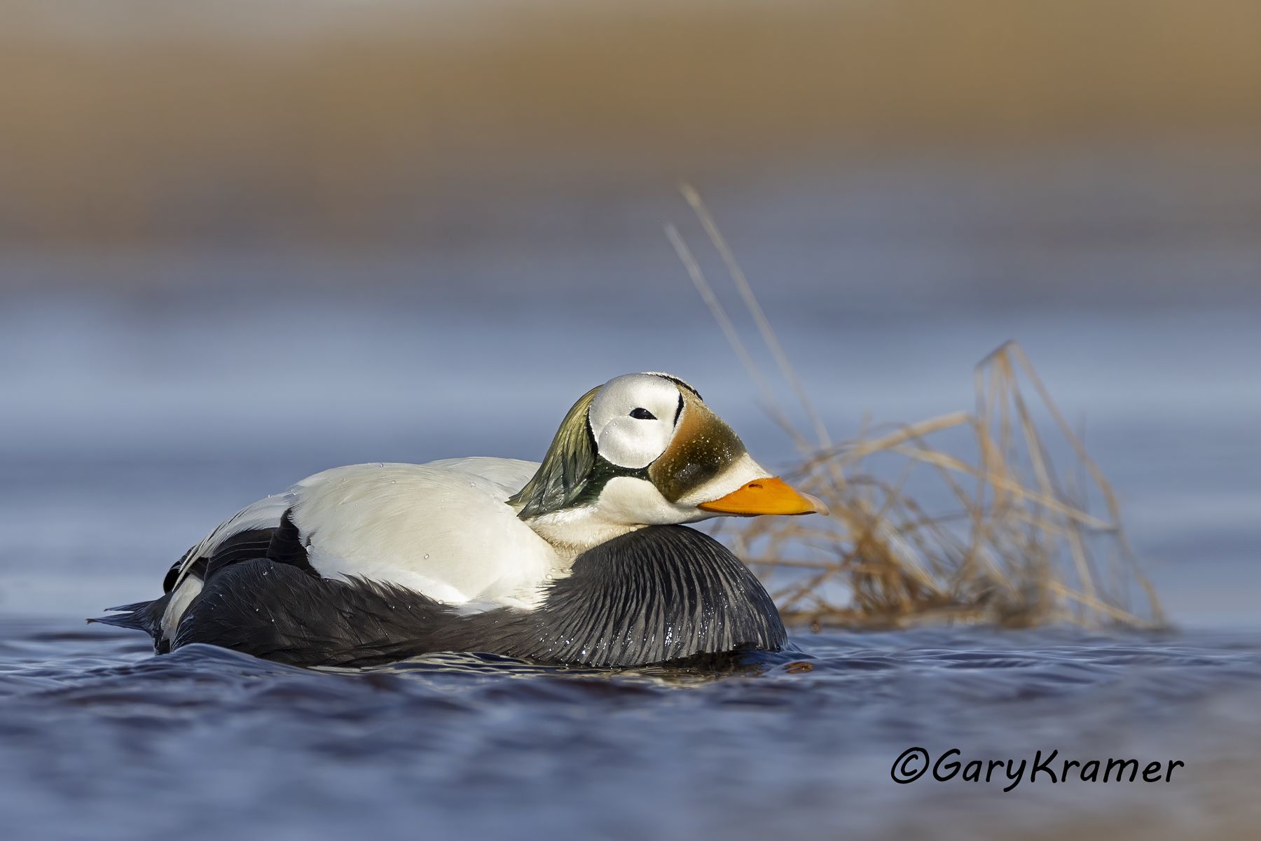 Spectacled Eider (Somateria fischeri) - NBWEs#1358d