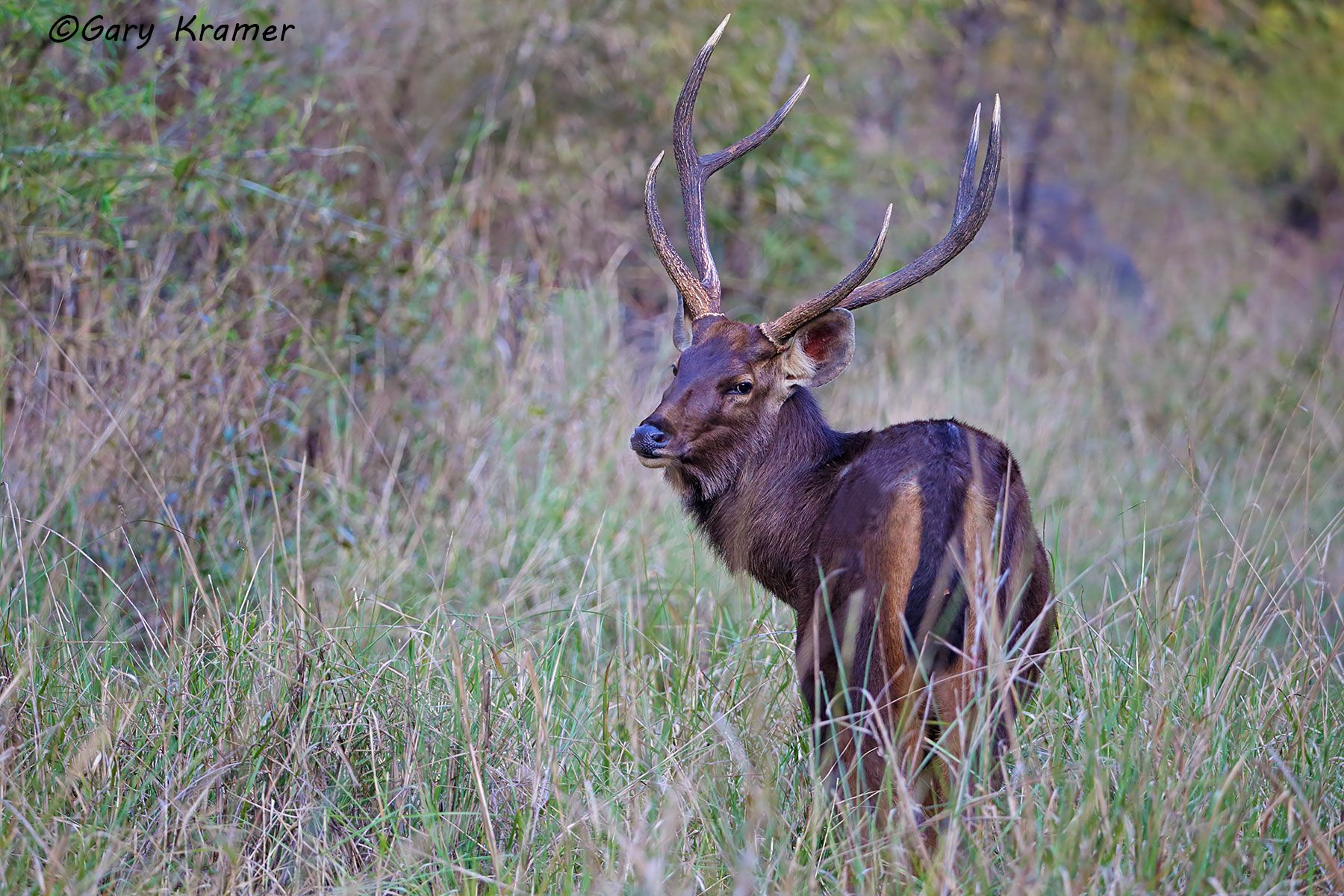 Sambar Deer (Rusa unicolor) Sambar Deer (Rusa unicolor) - IMDs#062d