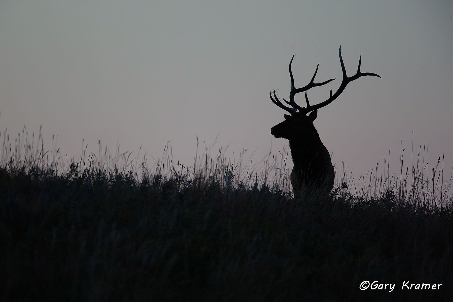 Rocky Mountain Elk (Cervus elaphus nelsoni) - NMERm#2296d