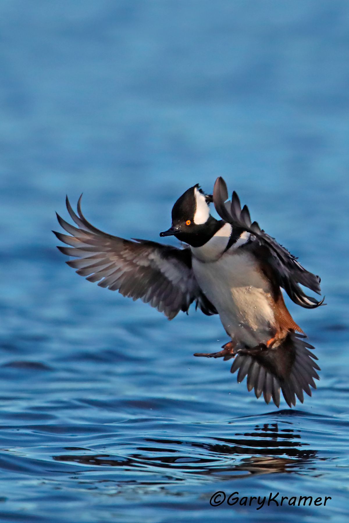 Hooded Merganser (Lophodytes cucullatus) Hooded Merganser (Lophodytes cucullatus) - NBWMh#171d(2)