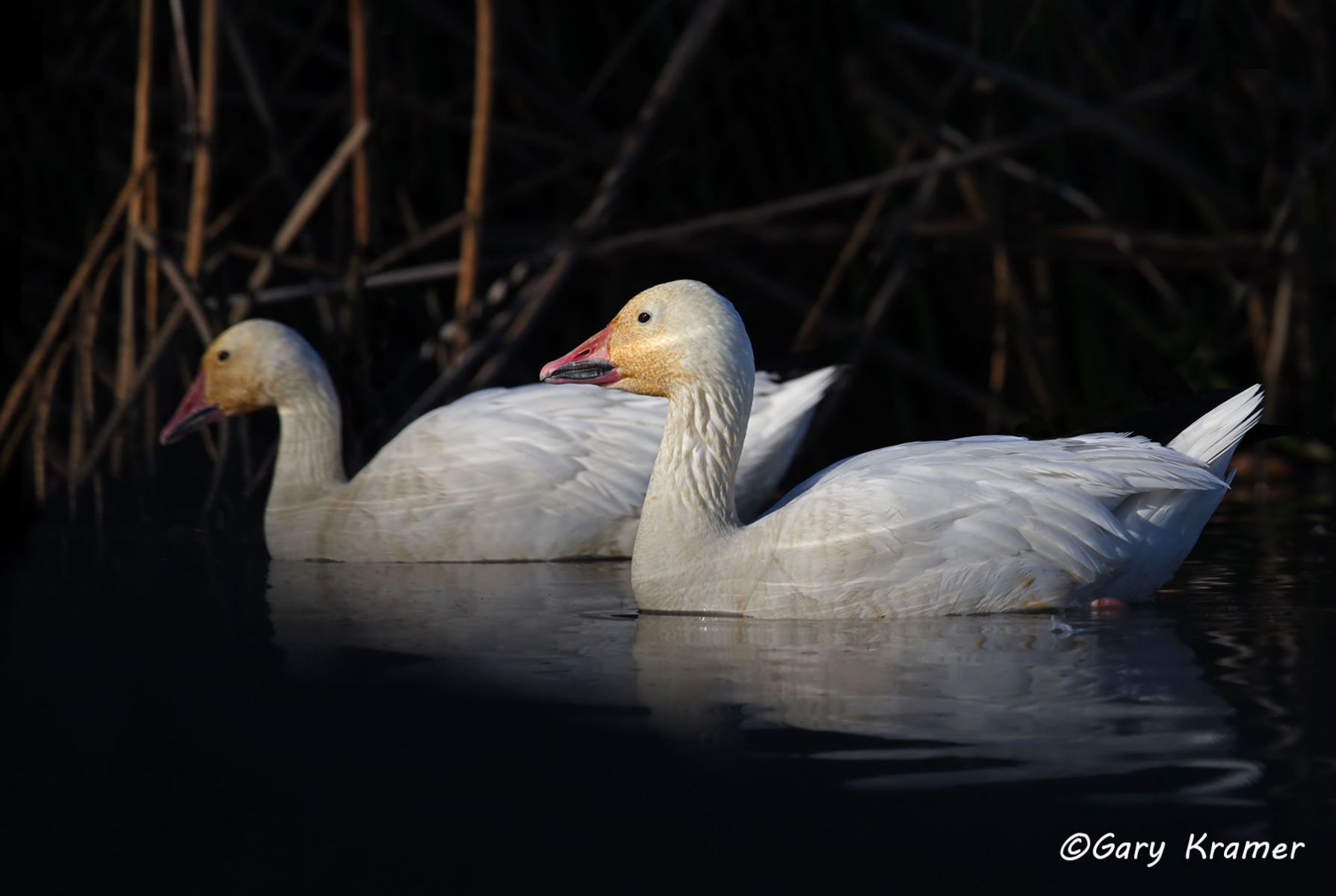 Lesser Snow Goose (Anser caerulescens) - NBWSg#2255d