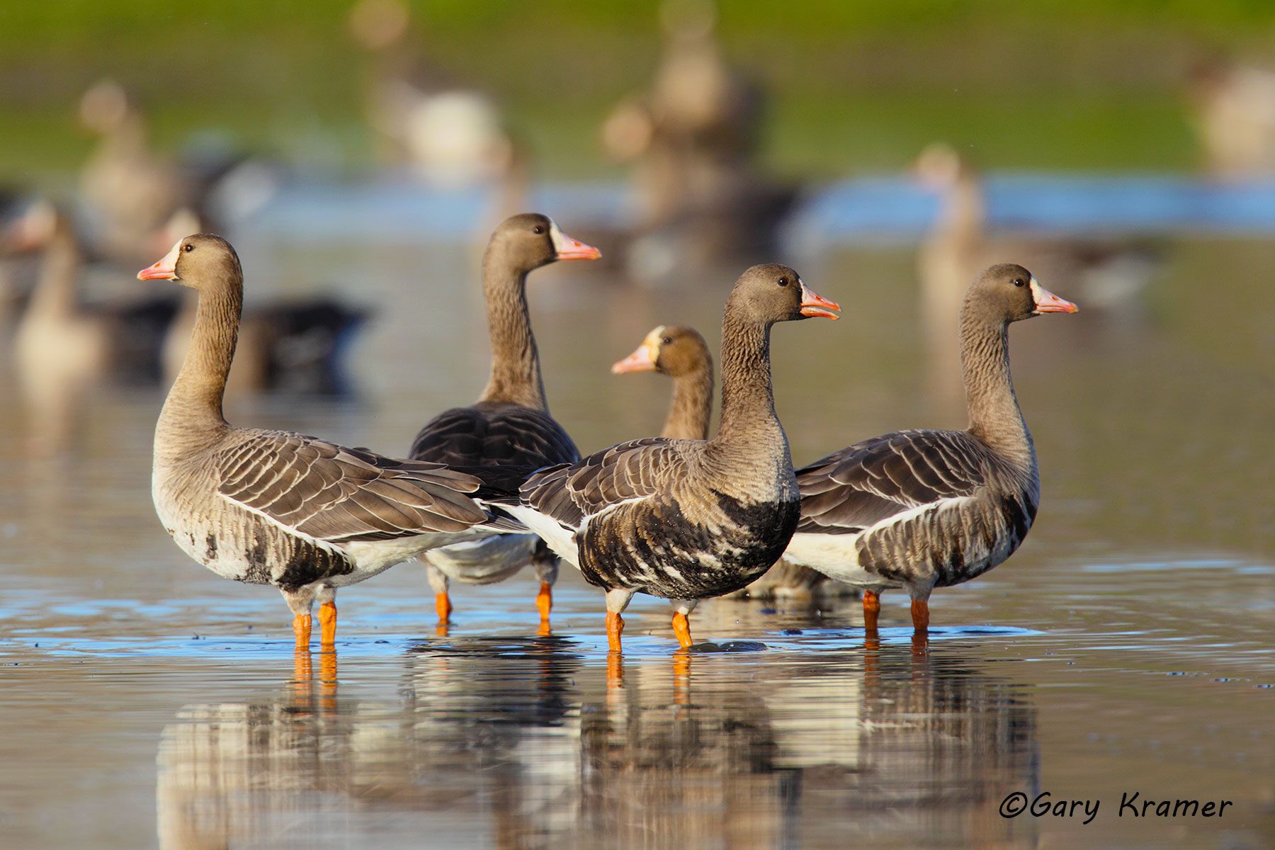 White-fronted Goose (Anser albifrons) - NBWWf#887d