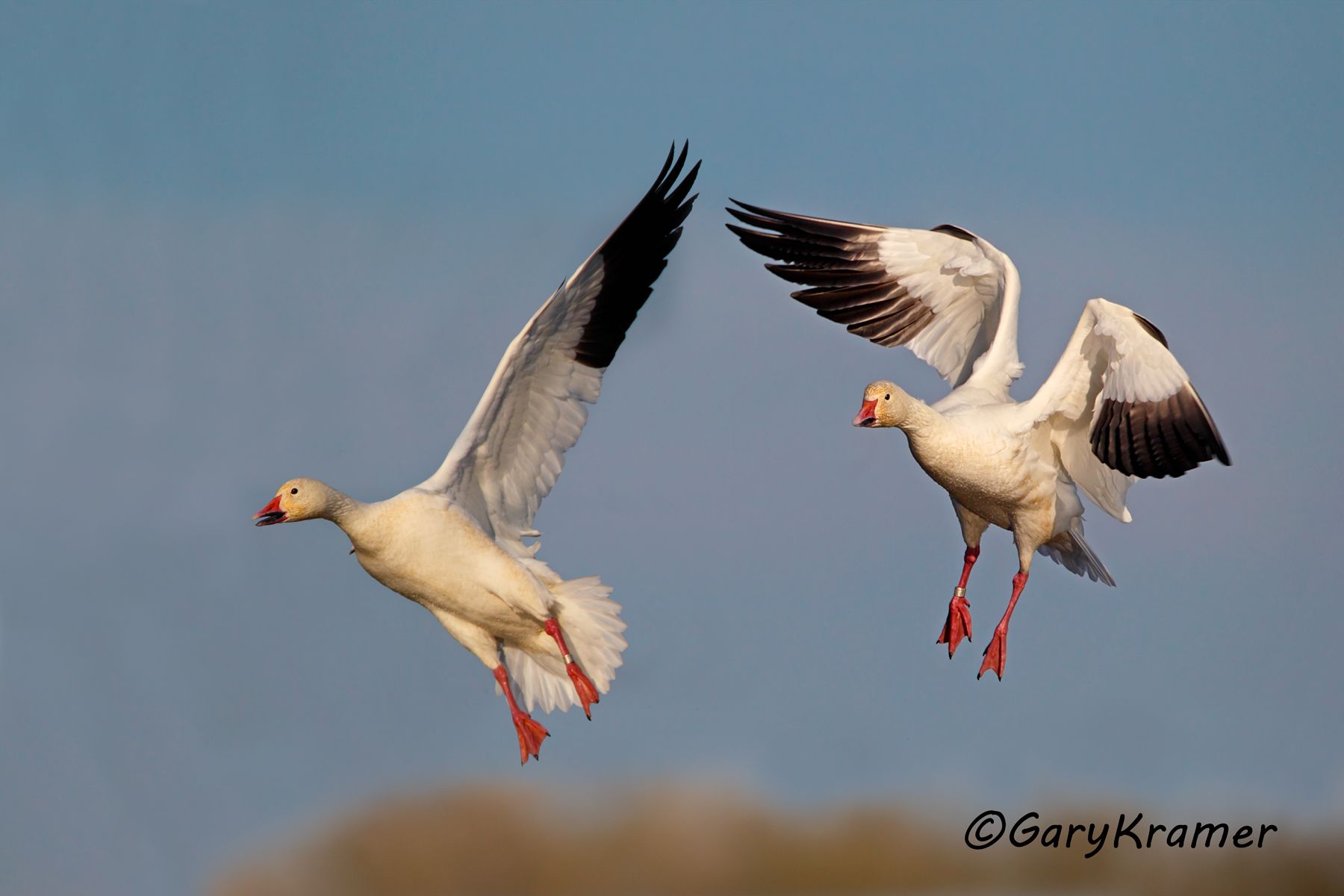 Greater Snow Goose (Anser caerulescens atlantica) - NBWSg#1582d(4)