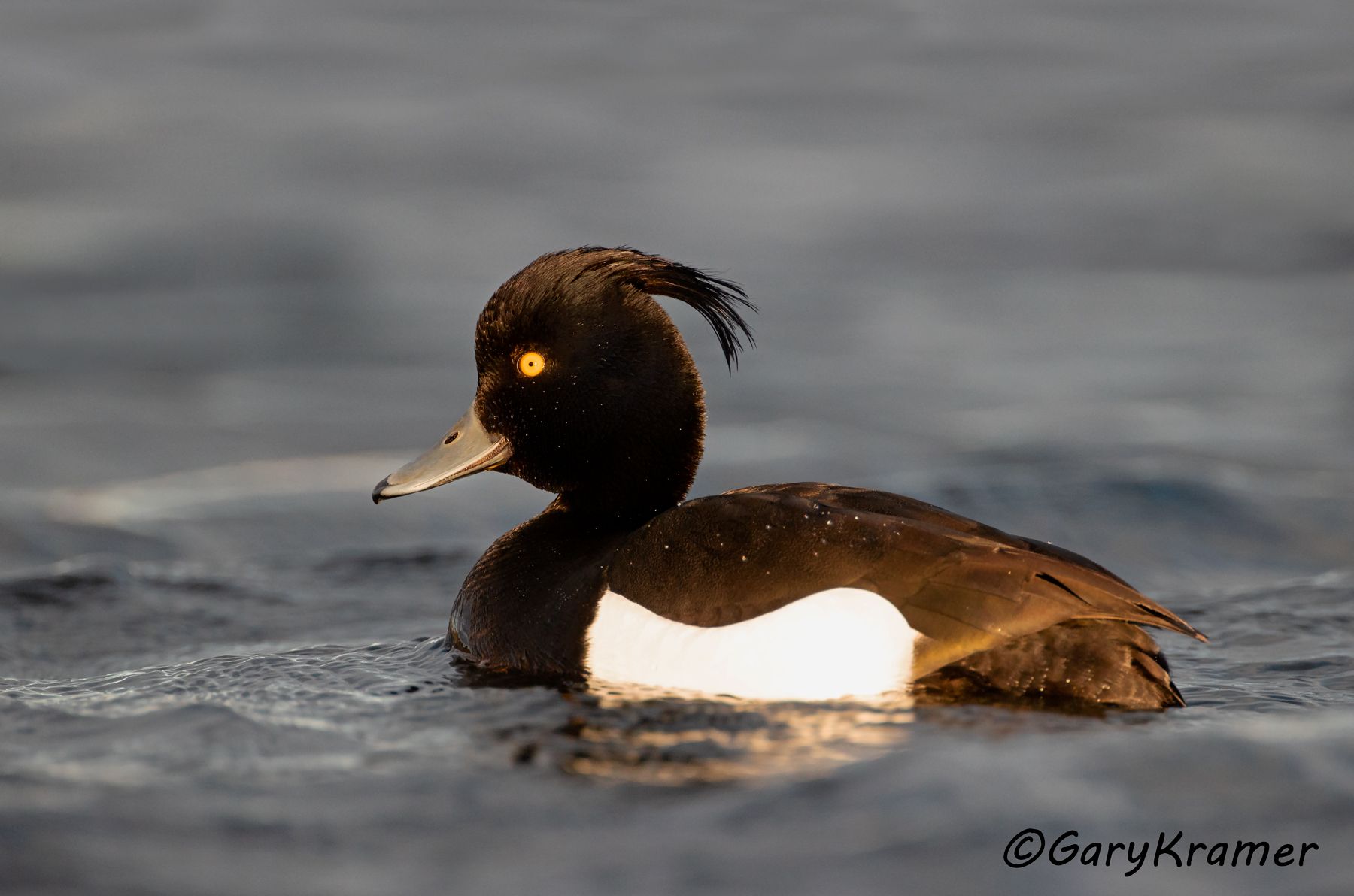 Tufted Duck (Aythya fuligula)  Tufted Duck (Aythya fuligula) - EBWT#307d