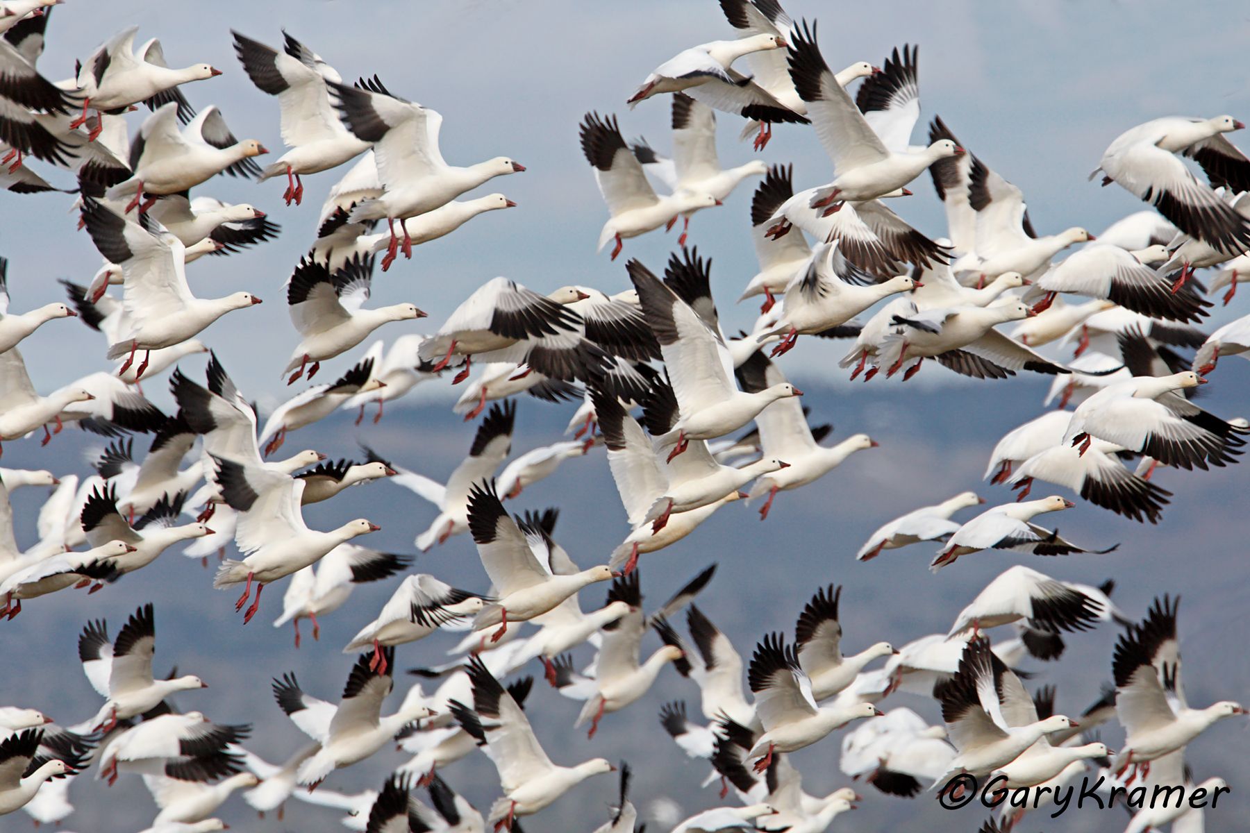 Ross's Goose (Anser rossii) - NBWRg#235d