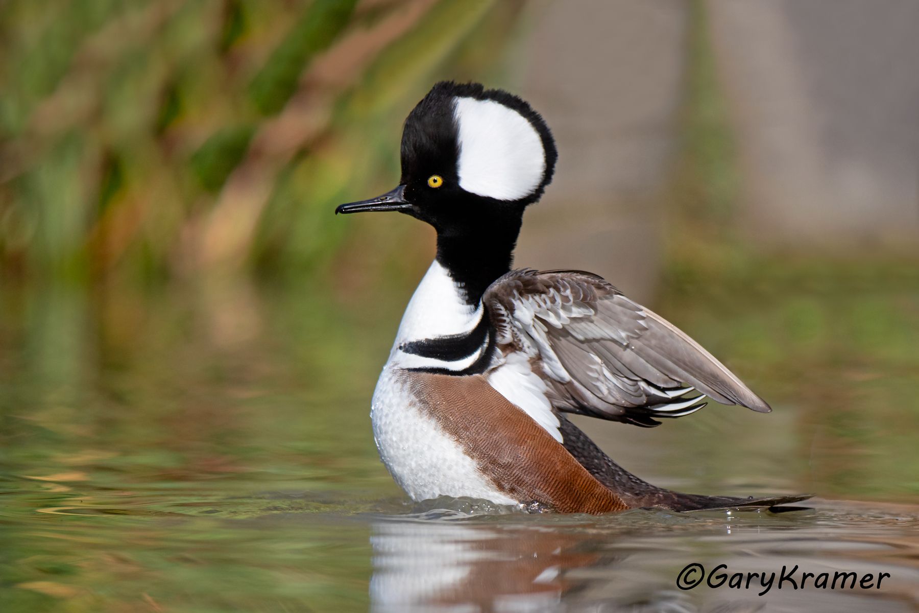 Hooded Merganser (Lophodytes cucullatus) Hooded Merganser (Lophodytes cucullatus) - NBWMh#243d