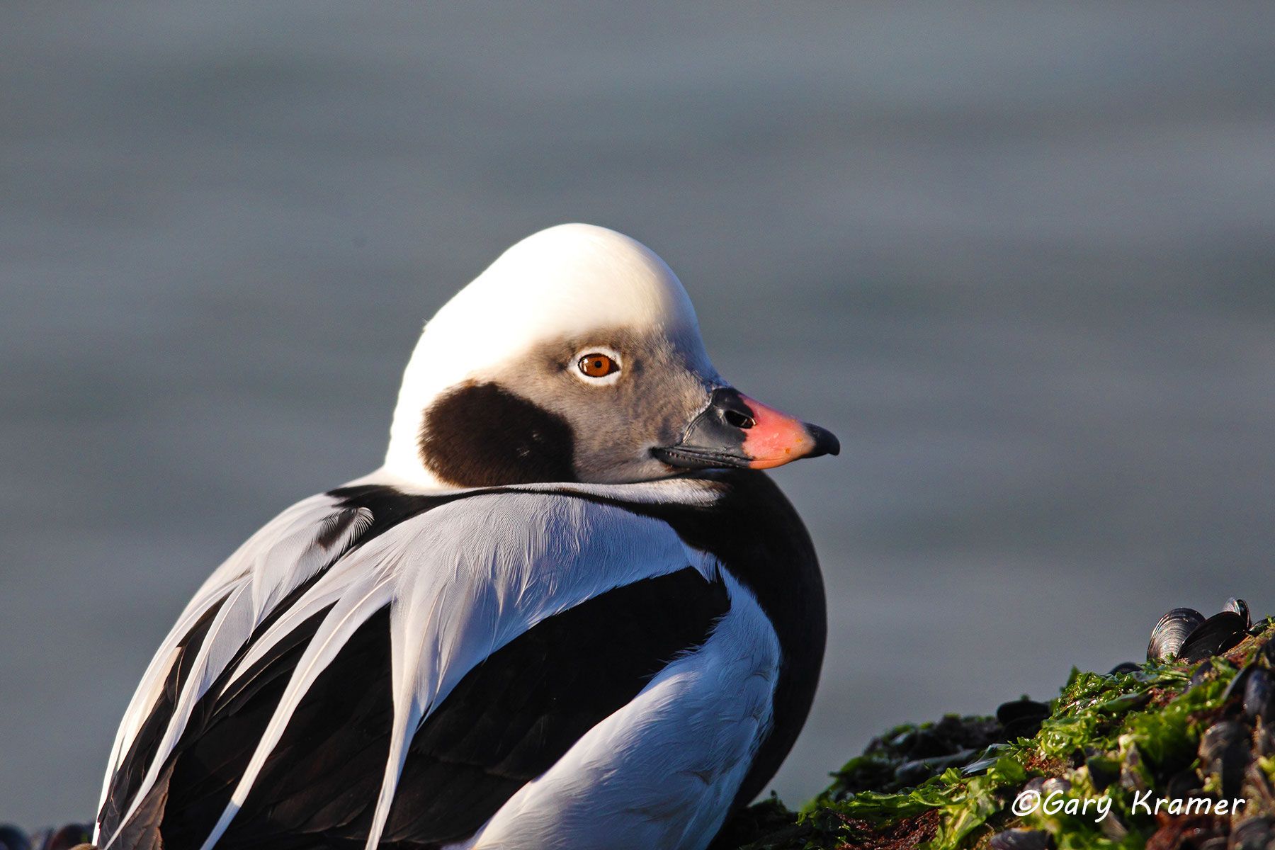 Long-tailed Duck (winter) (Clangula hyemalis)  Long-tailed Duck (winter) (Clangula hyemalis)  - NBWO#263d
