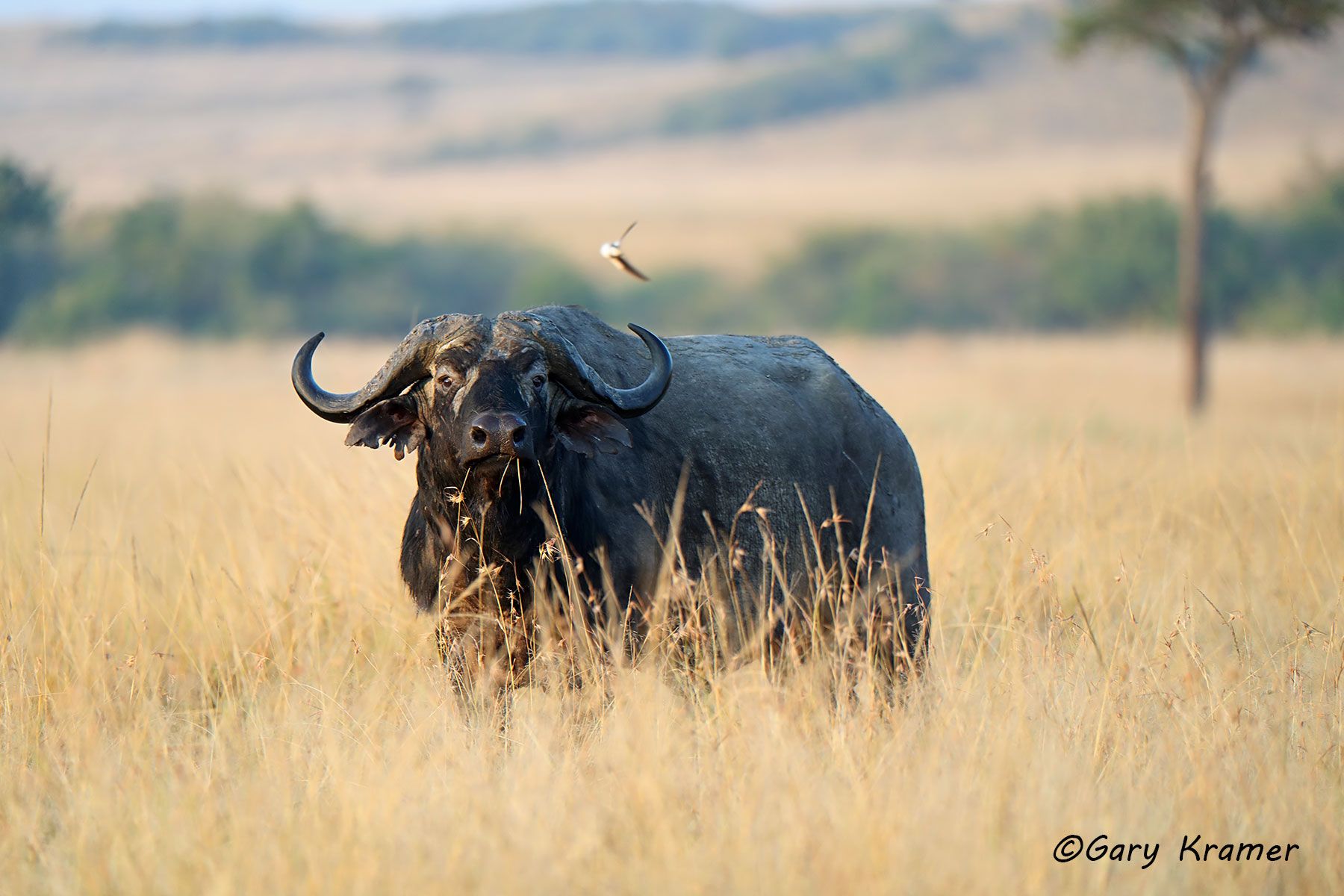 Cape Buffalo (Syncerus caffer) Cape Buffalo (Syncerus caffer) - AMB#1756d