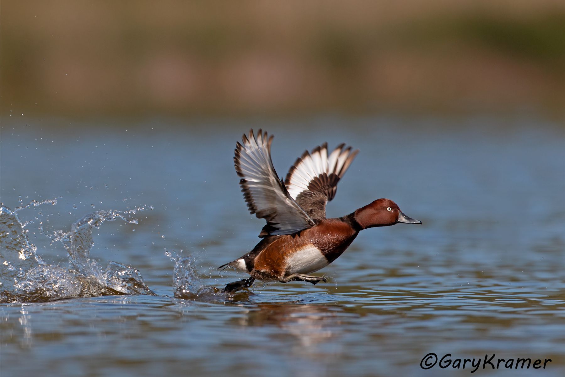Ferruginous Duck (Aythya nyroca)  Ferruginous Duck (Aythya nyroca) - EBWFa#184d(2)
