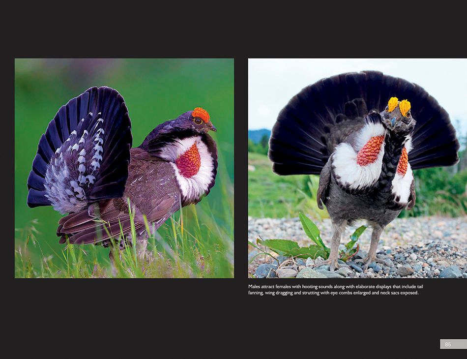 1r5_dusky_grouse_page_4bsm.jpg