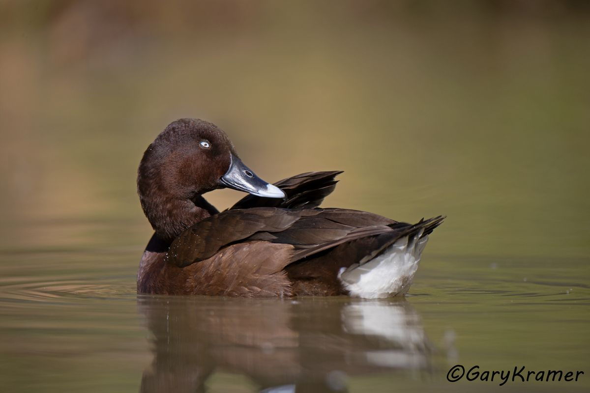 A Ducks Unlimited Guide to Hunting Diving & Sea Ducks - Gary Kramer  Photographer / Writer