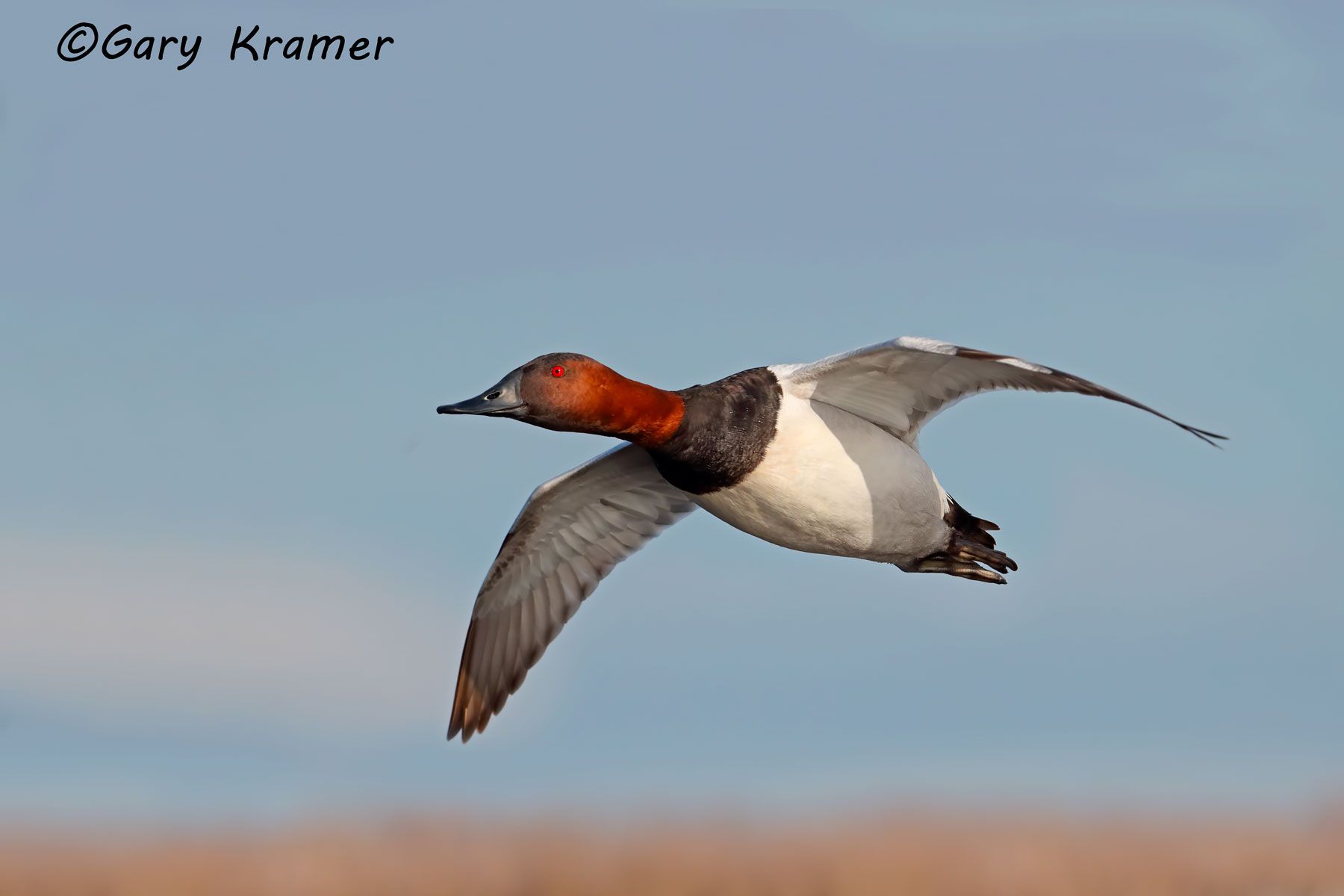 Canvasback (Aythya valisineria) Canvasback (Aythya valisineria) - NBWC#1109d