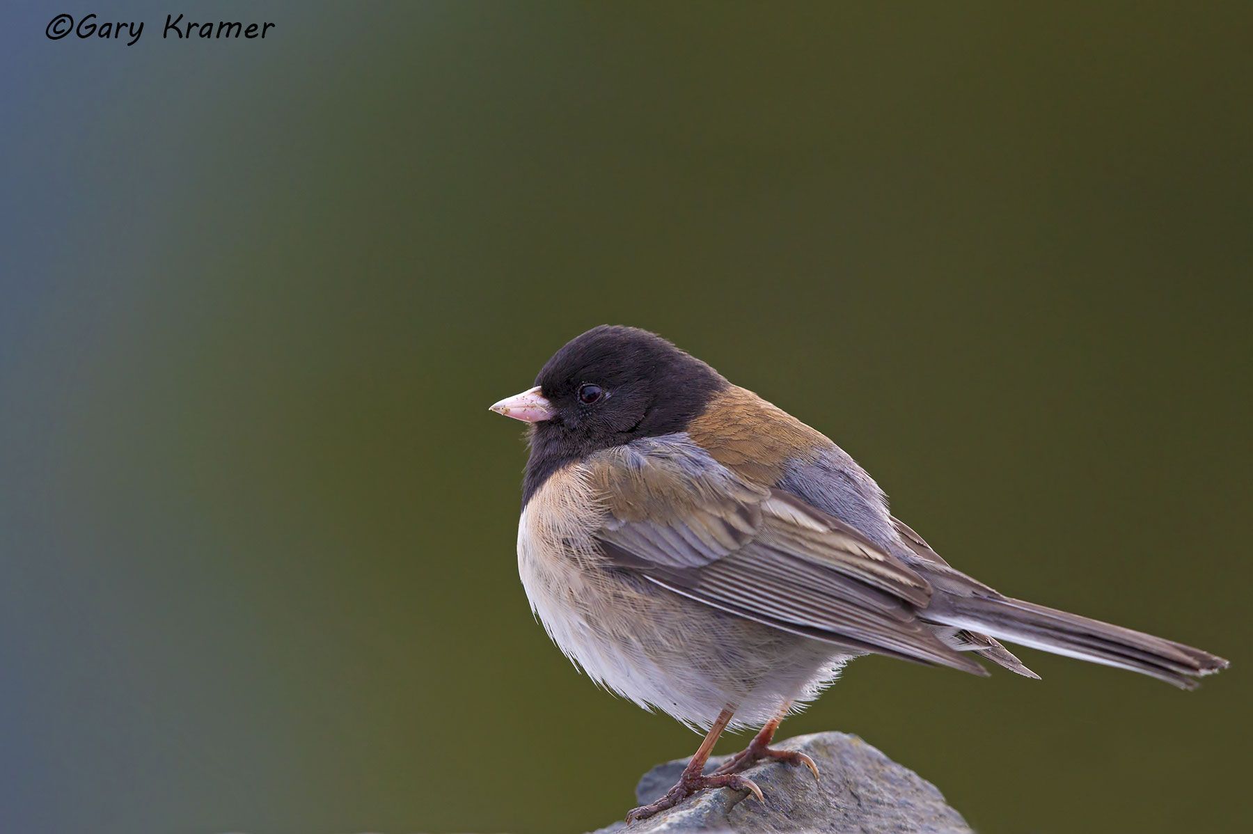 Dark-eyed Junco (Oregon) (Junco hyemalis) Dark-eyed Junco (Oregon) (Junco hyemalis) NBTXd#018d