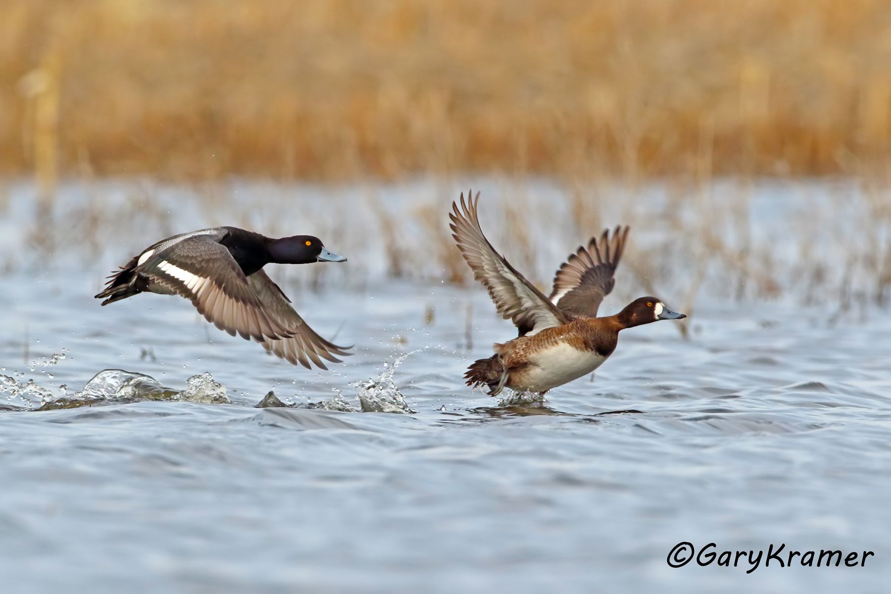 Lesser Scaup (Aythya affinis) - NBWSl#1302d(2)