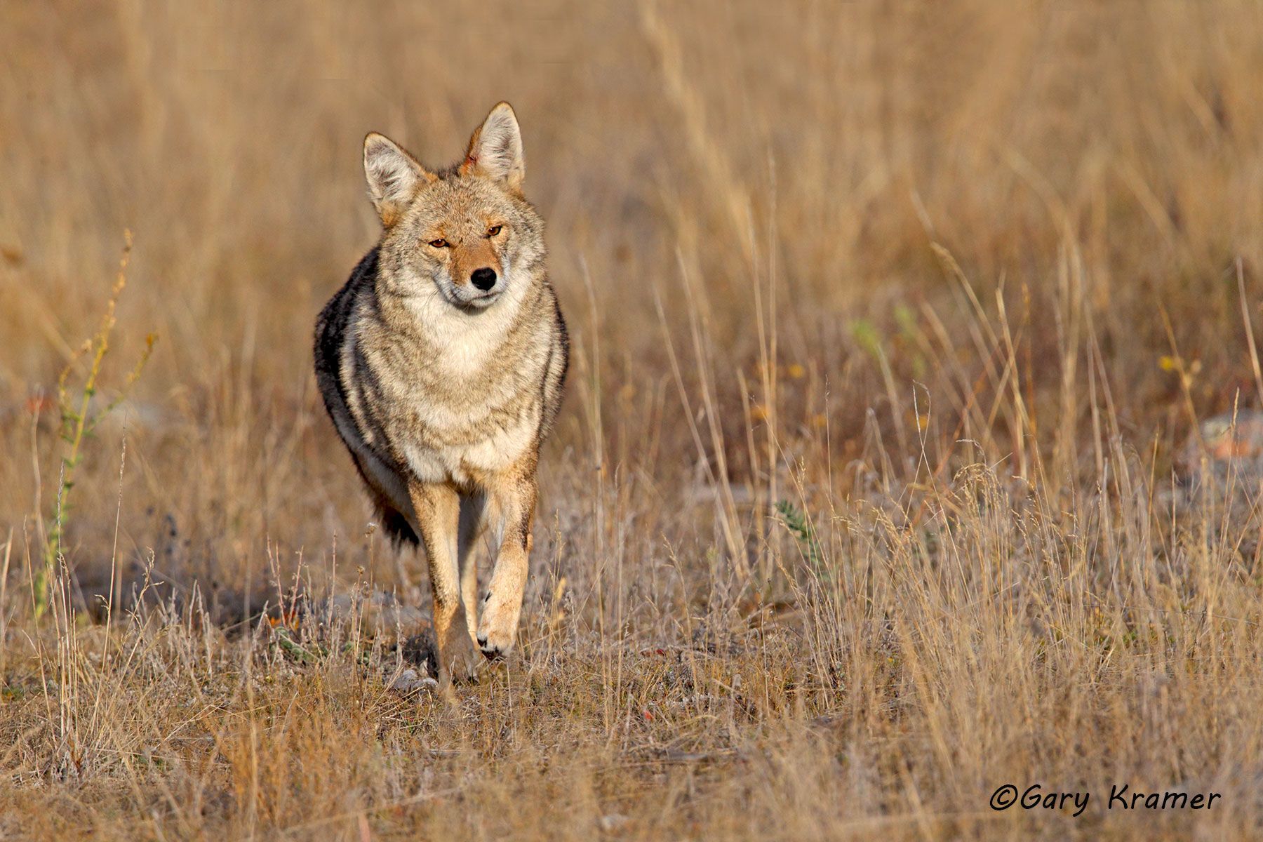 Coyote (Canis latrans) - NMC#1136d