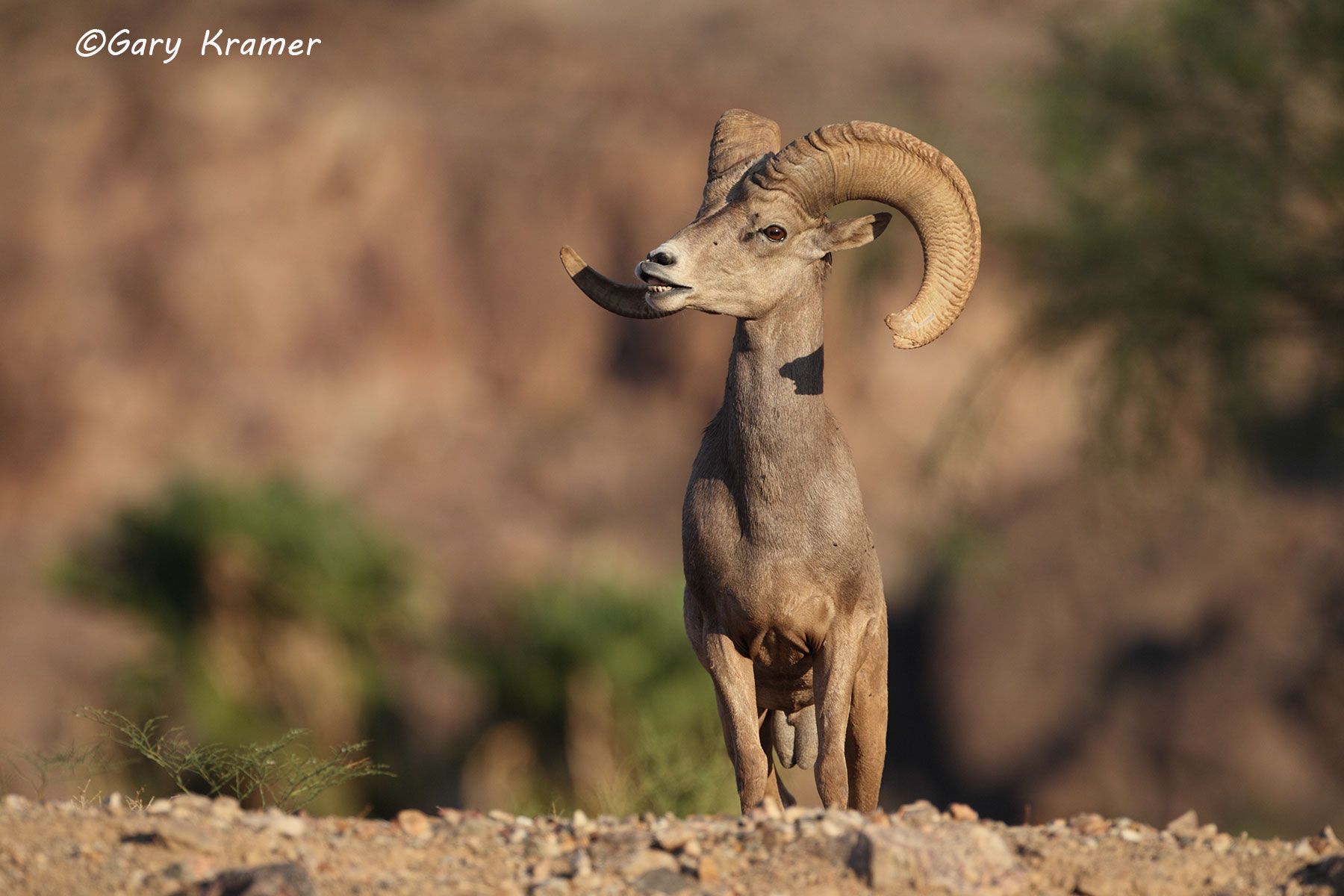 Desert Bighorn (Ovis canadensis nelsoni) by GaryKramer.net, 530-934-3873, gkramer@cwo.com Desert Bighorn (Ovis canadensis nelsoni) - NMSBd#1139d