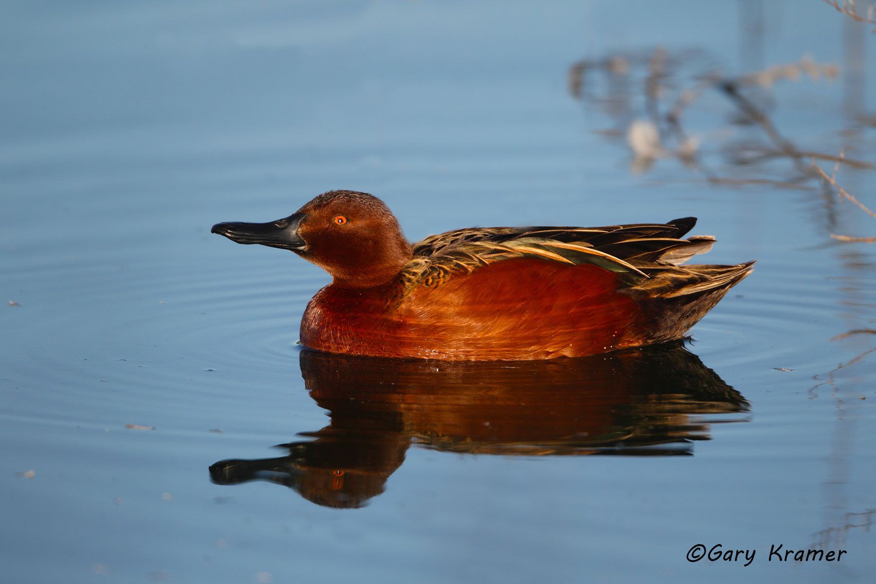 Cinnamon Teal (Spatula cyanoptera) by GaryKramer.net, 530-934-3873, gkramer@cwo.com Cinnamon Teal (Spatula cyanoptera) - NBWTc#516d