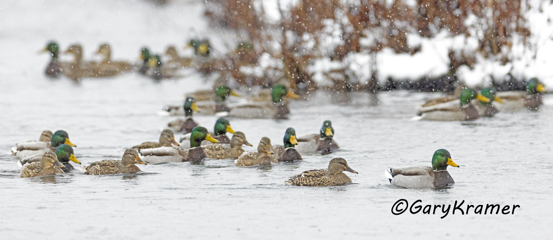 Mallard (Anas platyrhynchos) - NBWM#6378d(P)