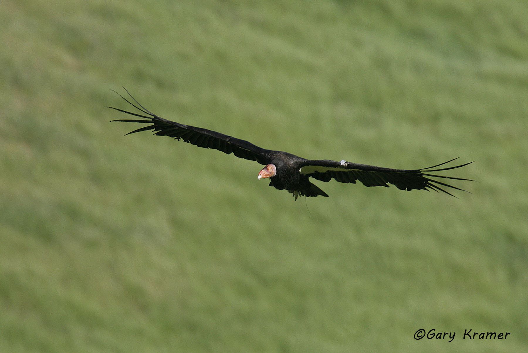 California Condor (Gymnogypus californianus)  - NBVC#300d
