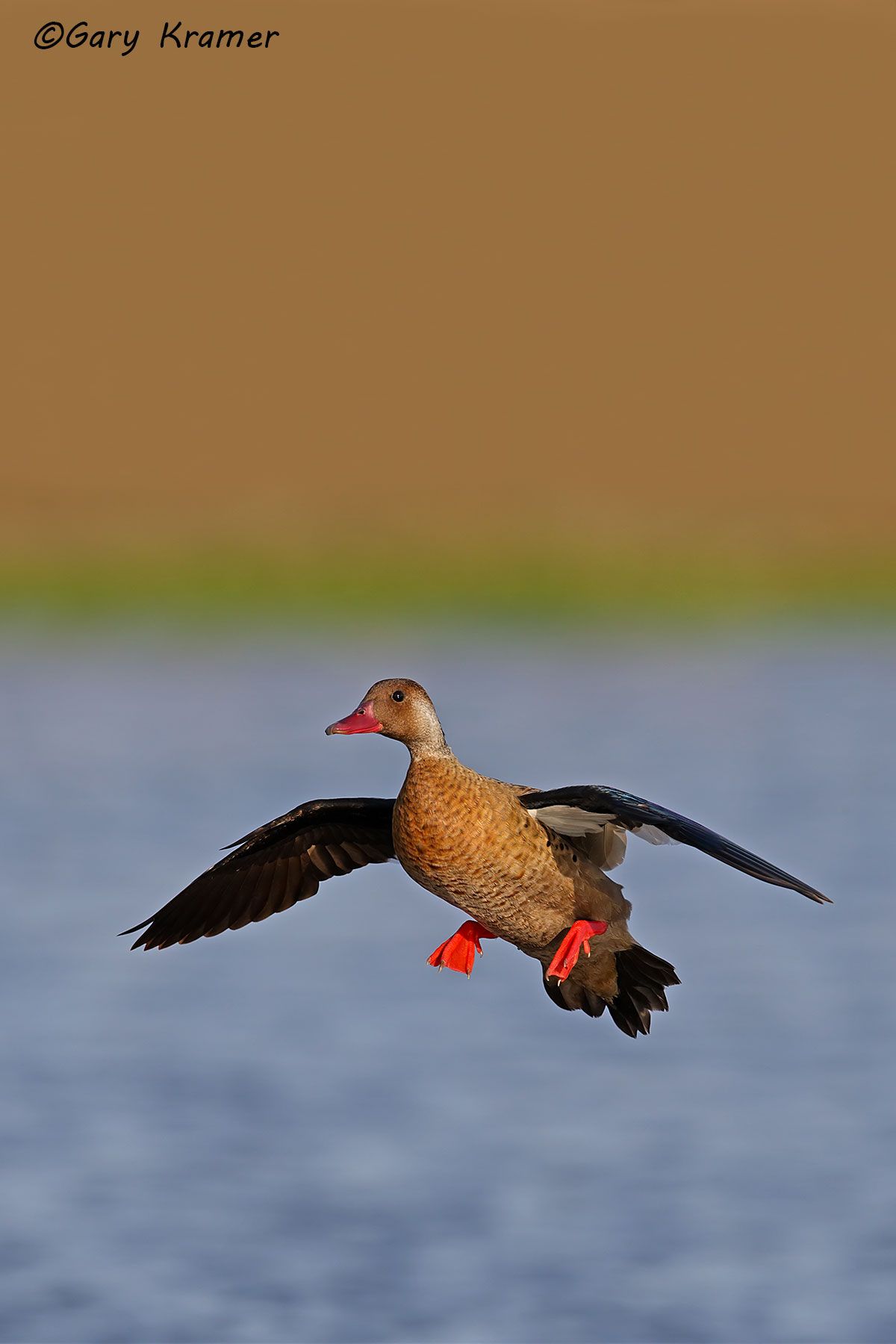 Brazilian Teal (Amazonetta brasiliensis) - SBWB#085d(2) (Uruguay)