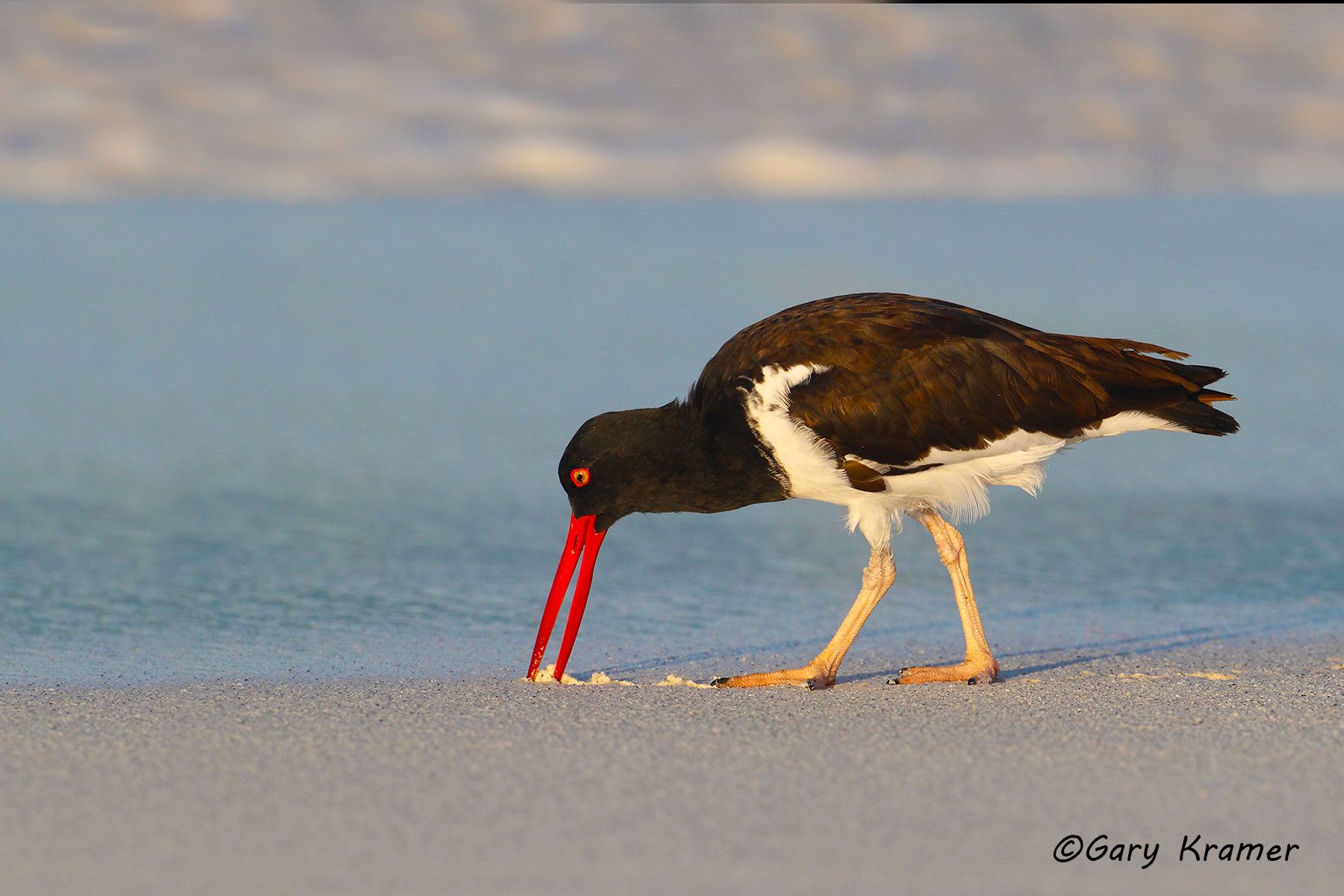 American Oystercatcher (Haematopus palliatus) American Oystercatcher (Haematopus palliatus) - NBSOa#086d