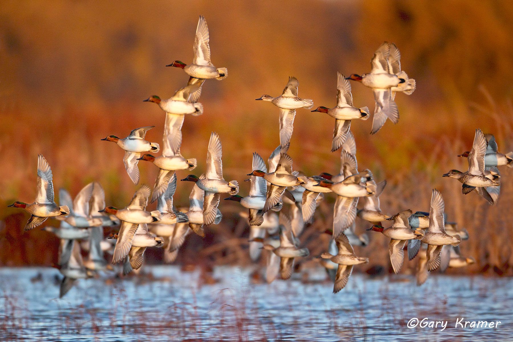 Green-winged Teal (Anas carolinensis) by GaryKramer.net, 530-934-3873, gkramer@cwo.com - Published:  Ducks Unlimited Sep/Oct 2012 Green-winged Teal (Anas carolinensis) - NBWTg#1082d